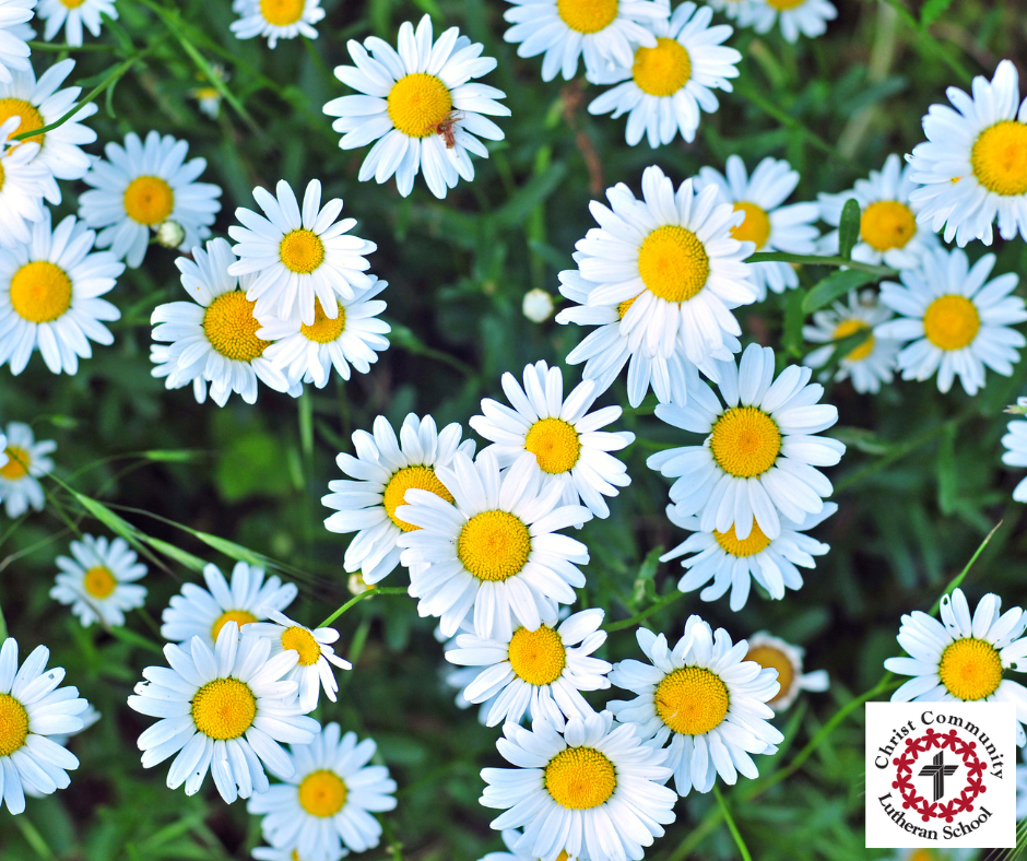 Untitled design (10).png