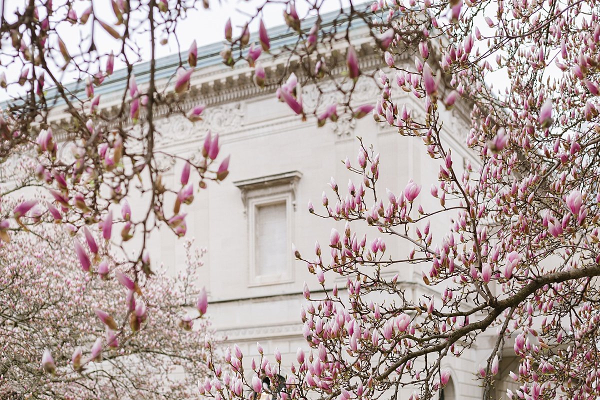 urban-row-photo-spring-magnolia-blooms-mt-vernon-baltimore_0015.jpg