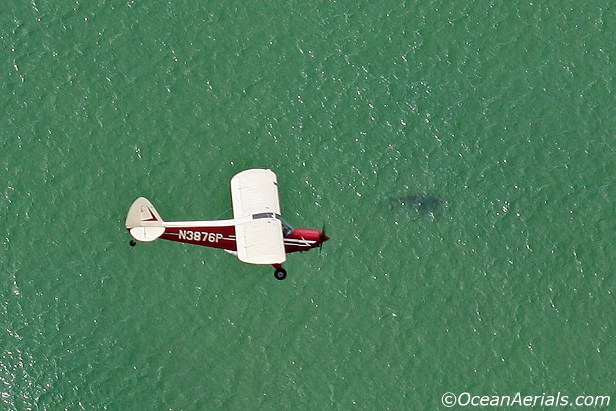 Our spotter pilot George over a Great White. Photo by Wayne Davis.