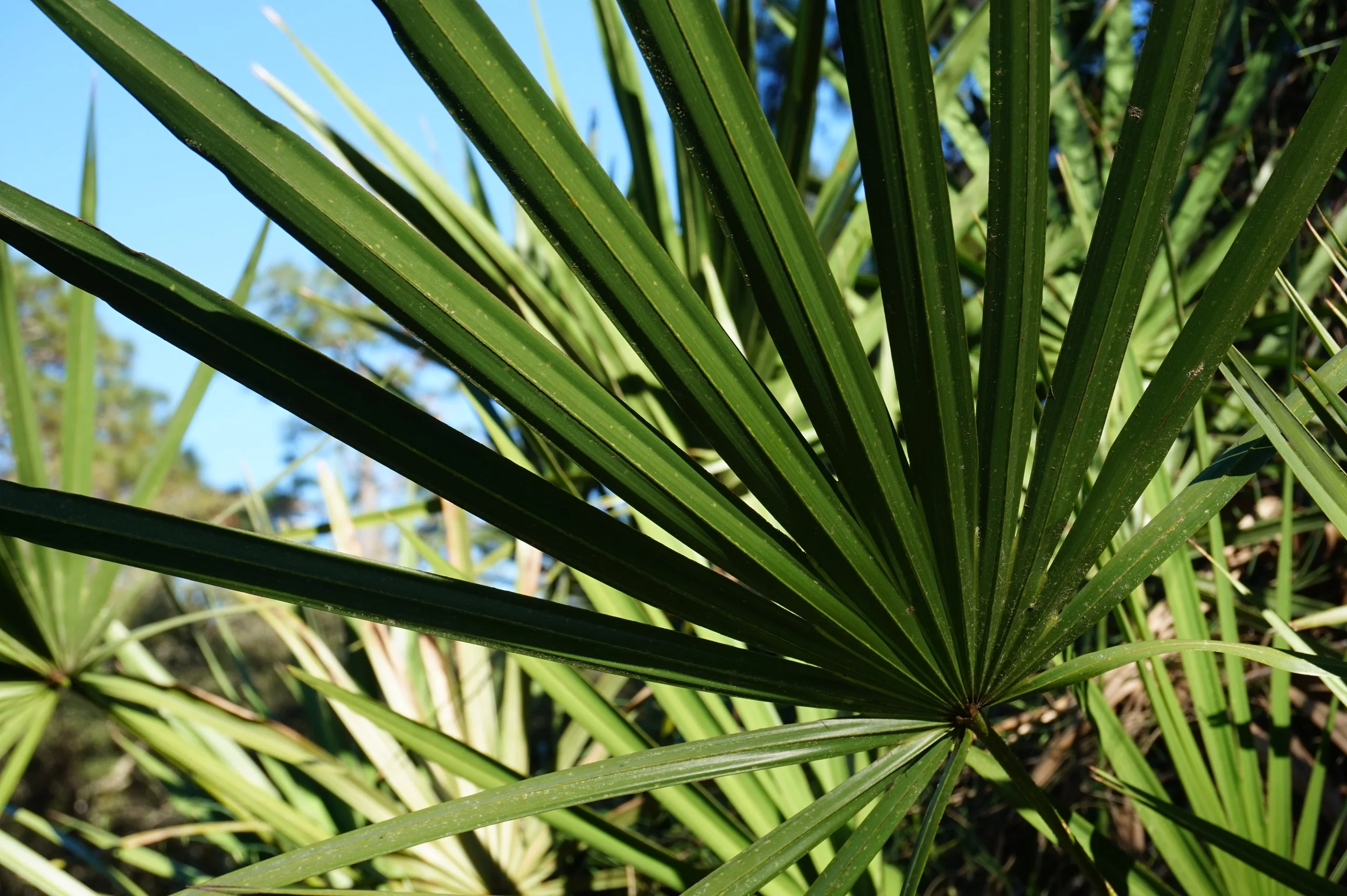 Saw Palmetto