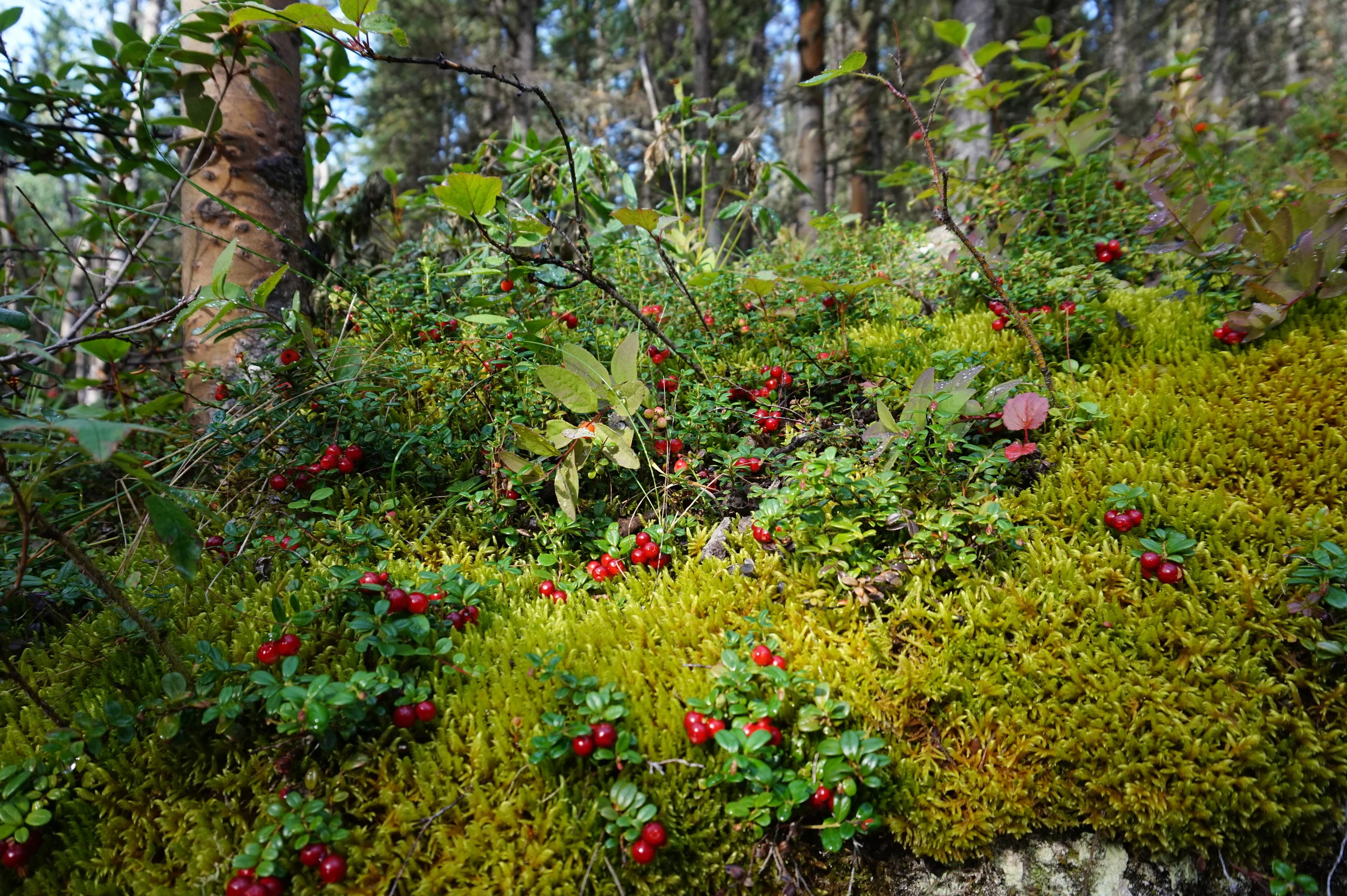Lingonberry (Lowbush Cranberry)