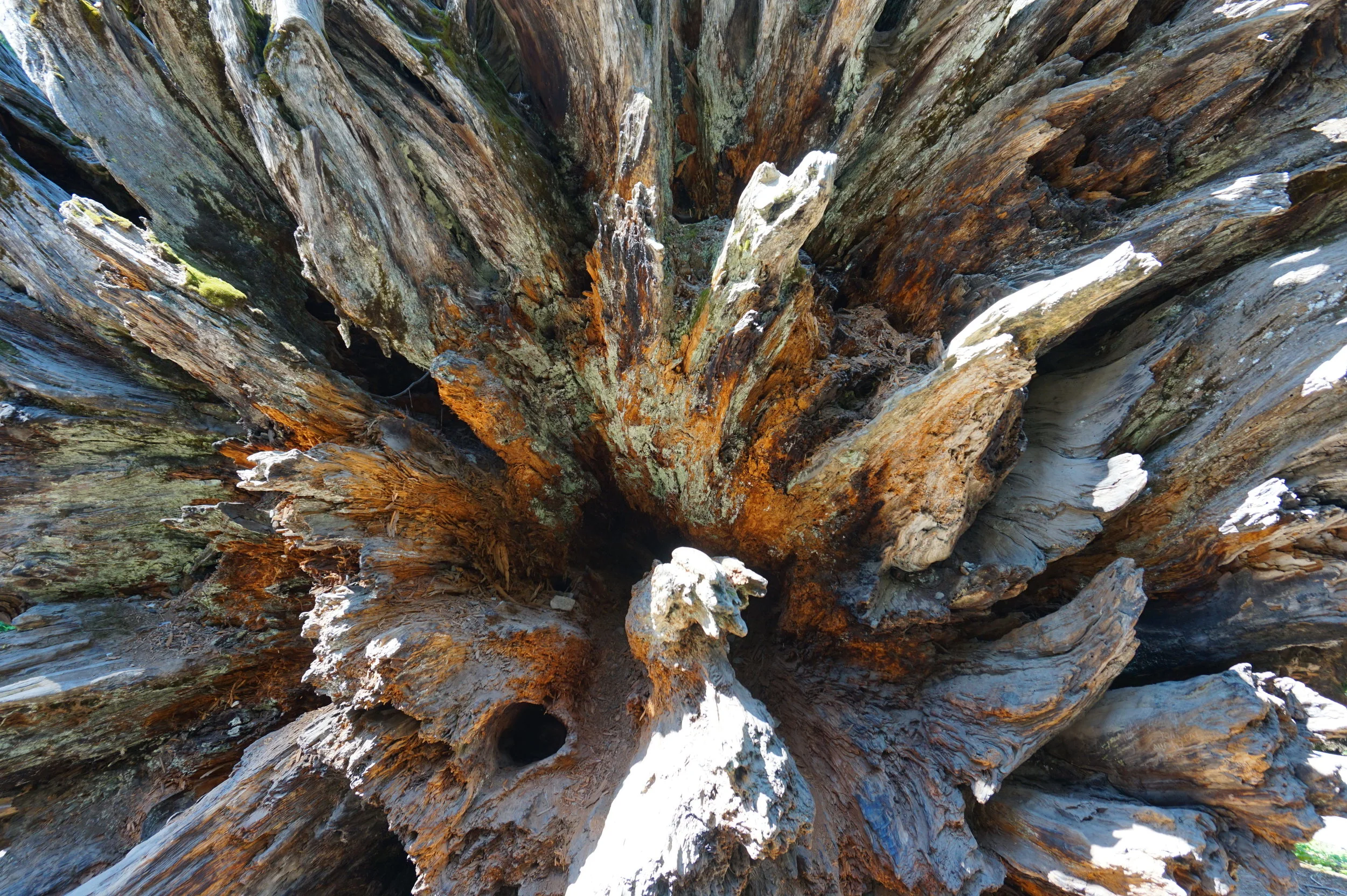 Sequoia Roots