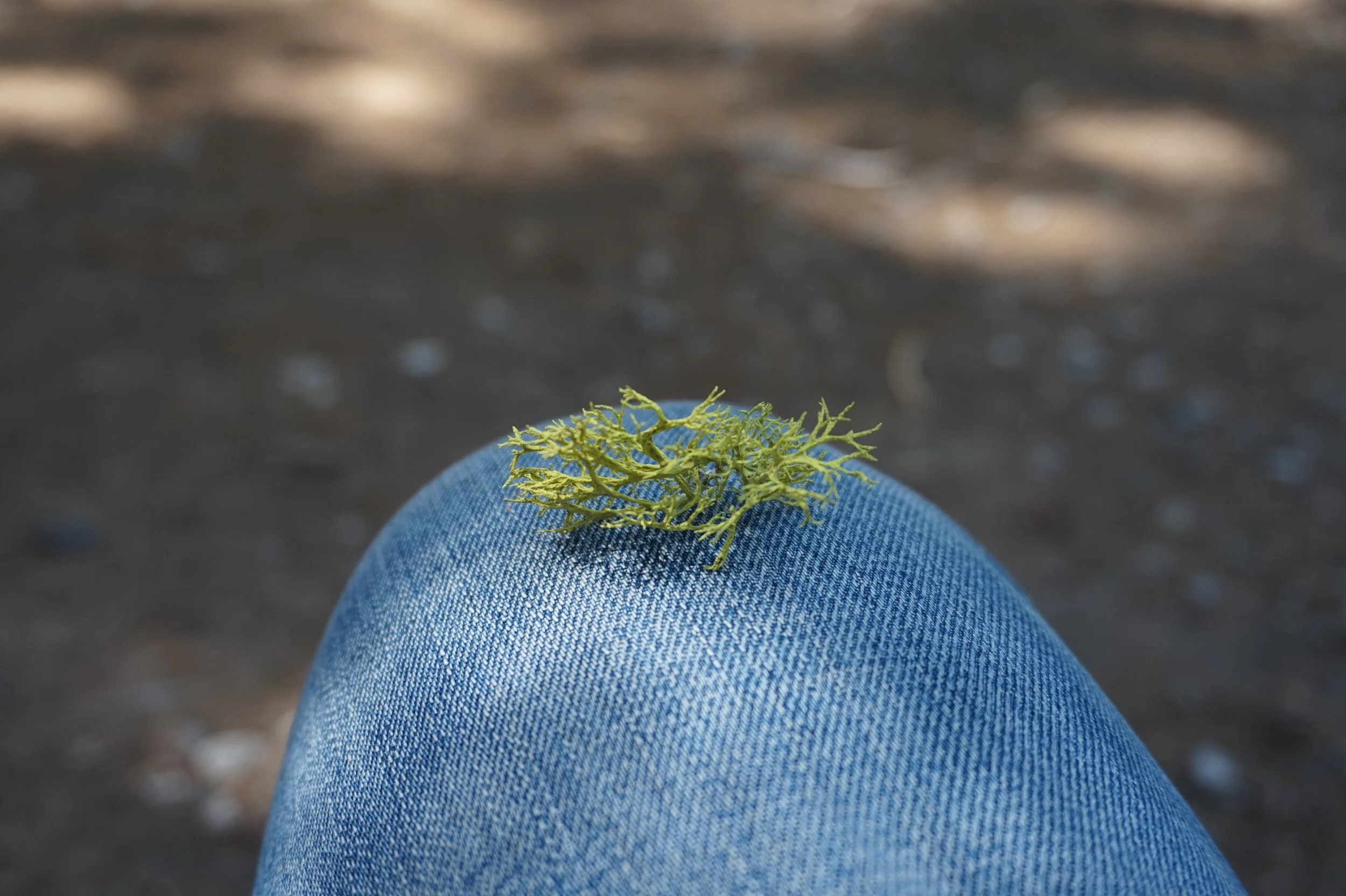 Moss in Mariposa Grove