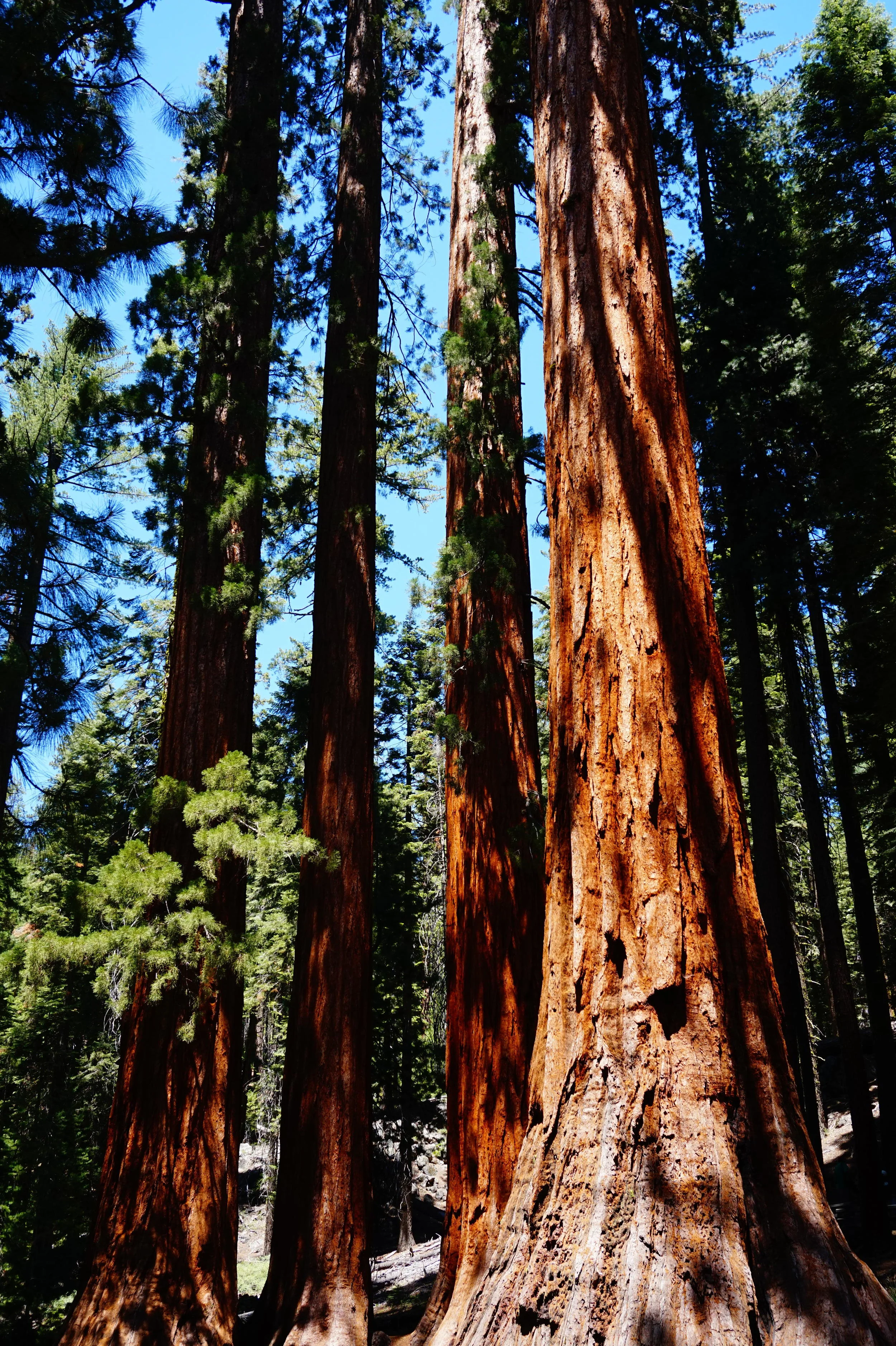 Sequoia (Redwood)