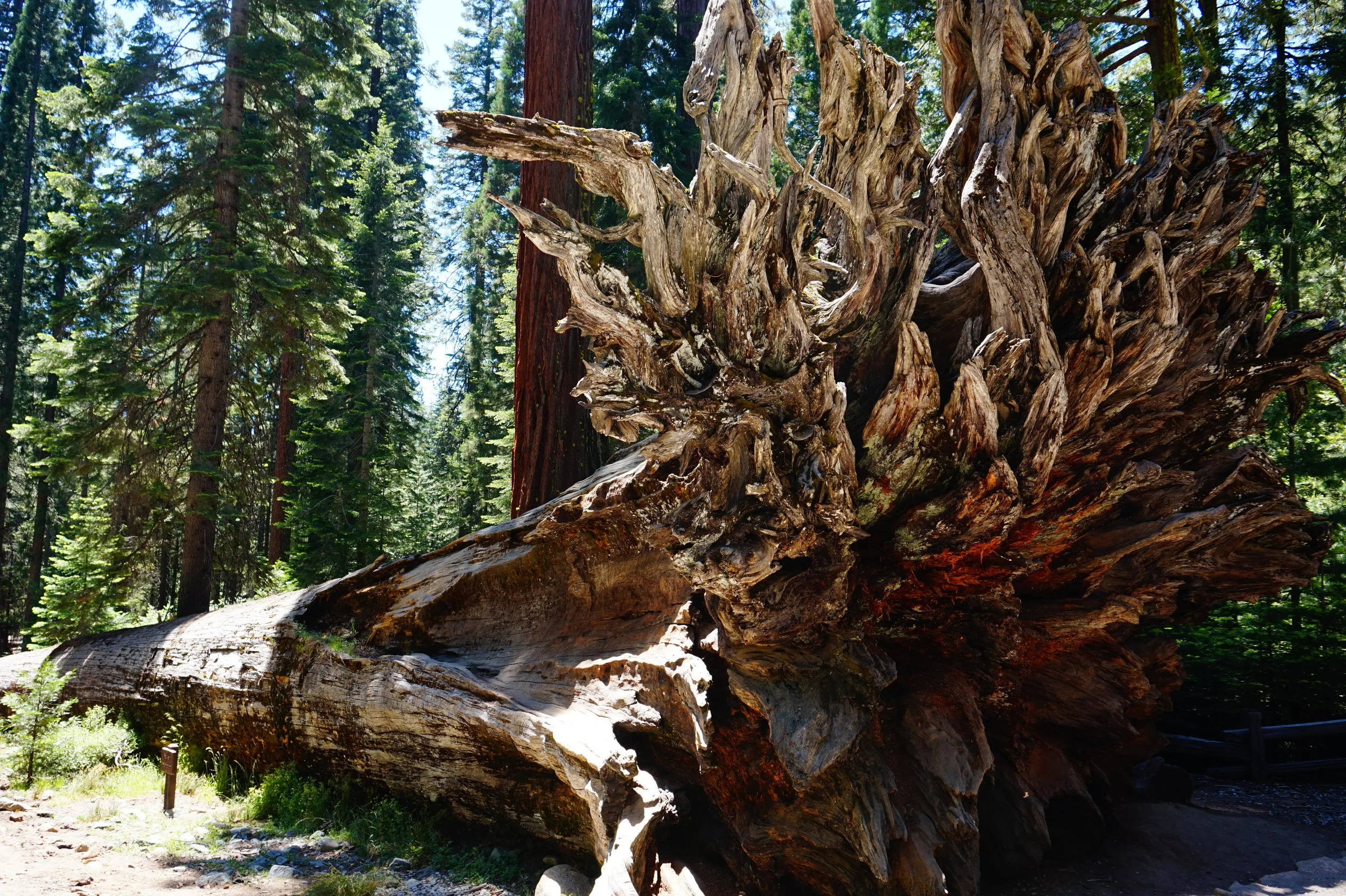 Fallen Sequoia