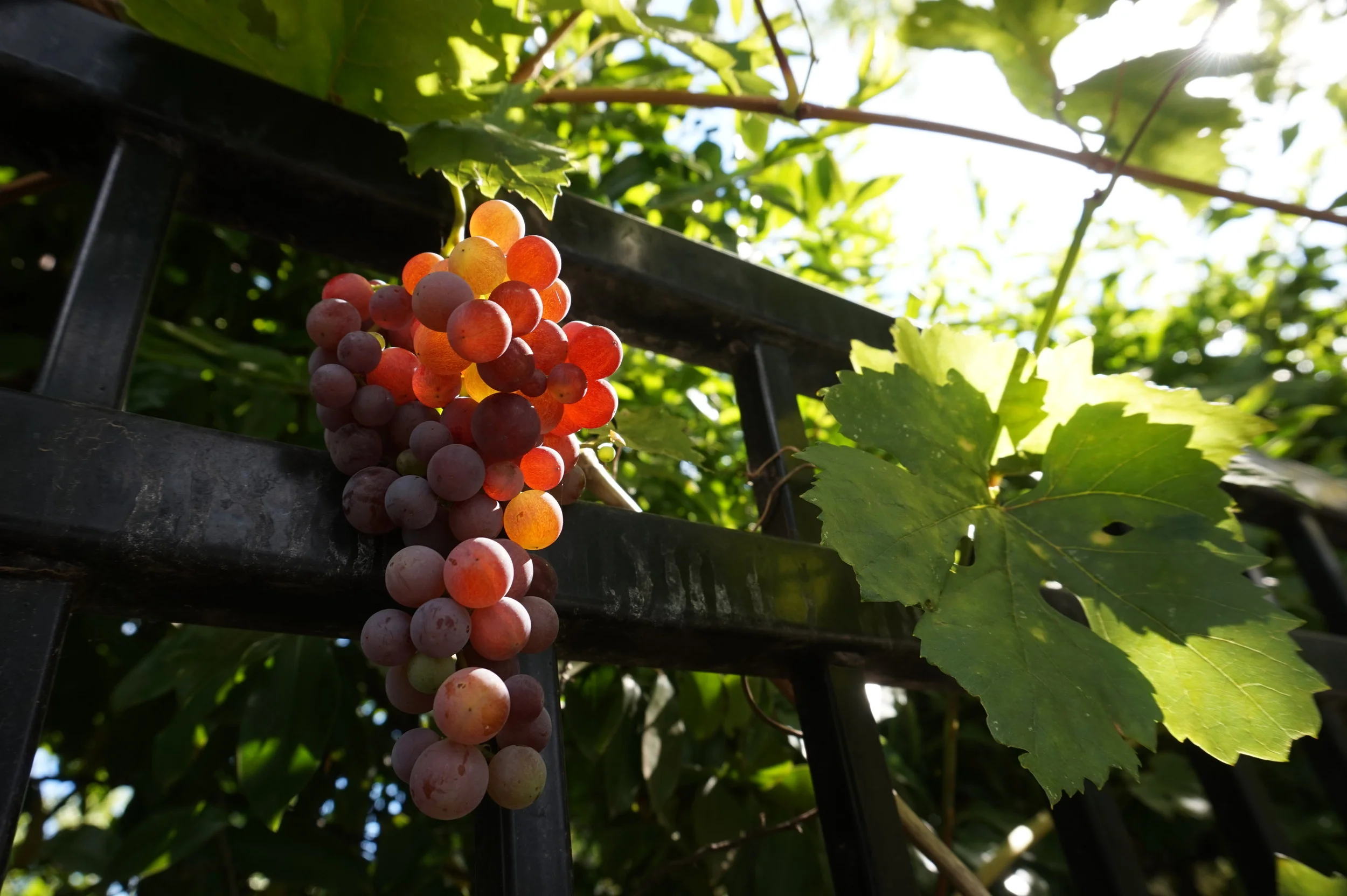 Grapes on a Fence