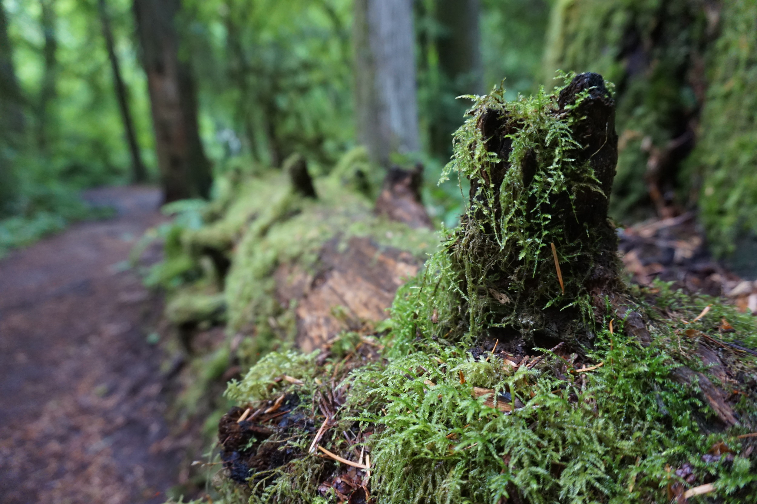 Hall of Mosses