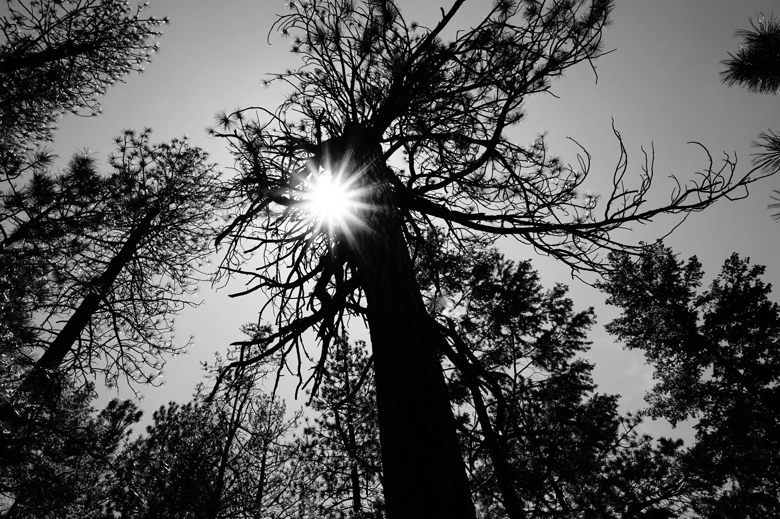 Hyde Memorial State Park