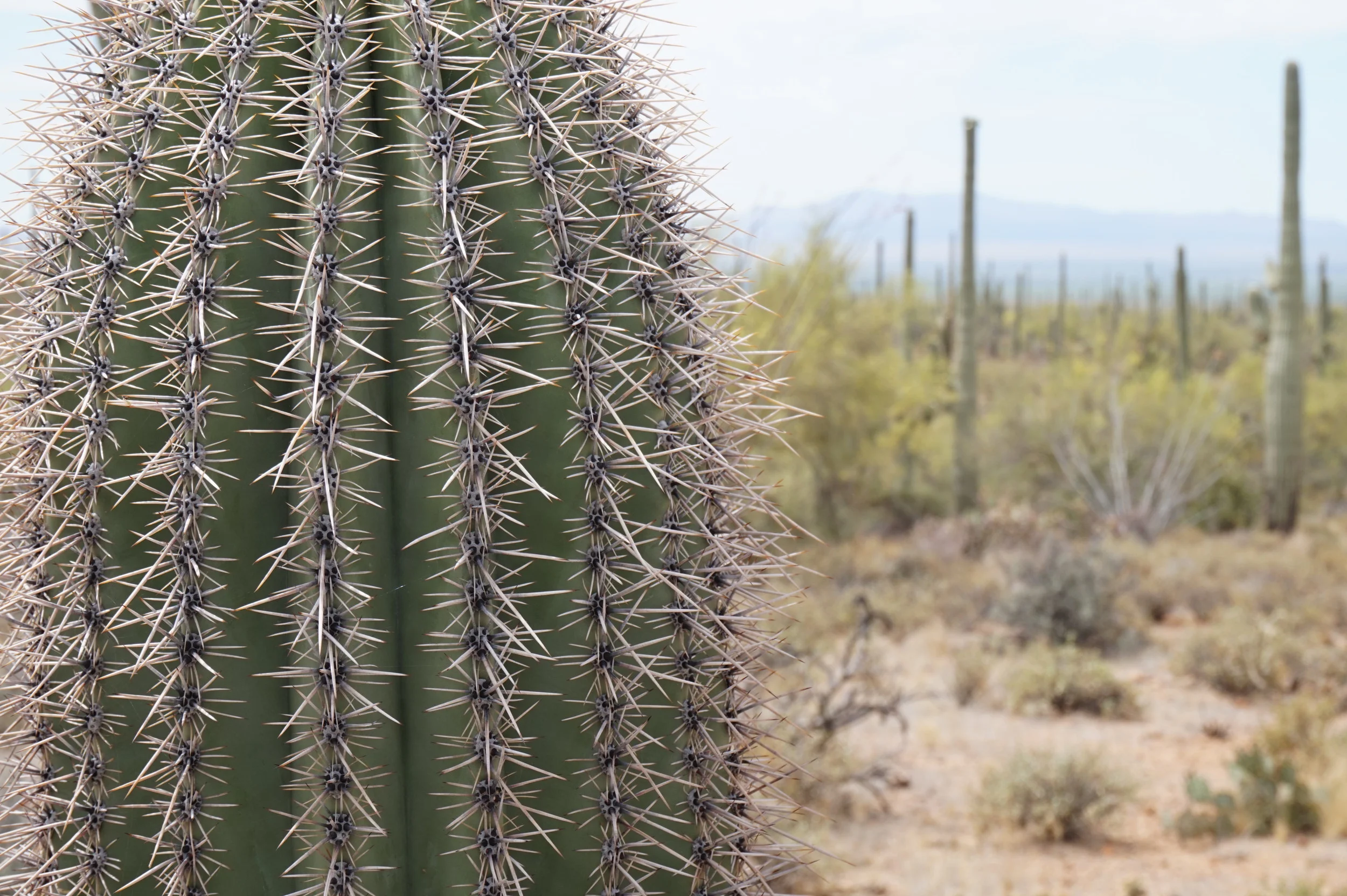 Barrel Cactus