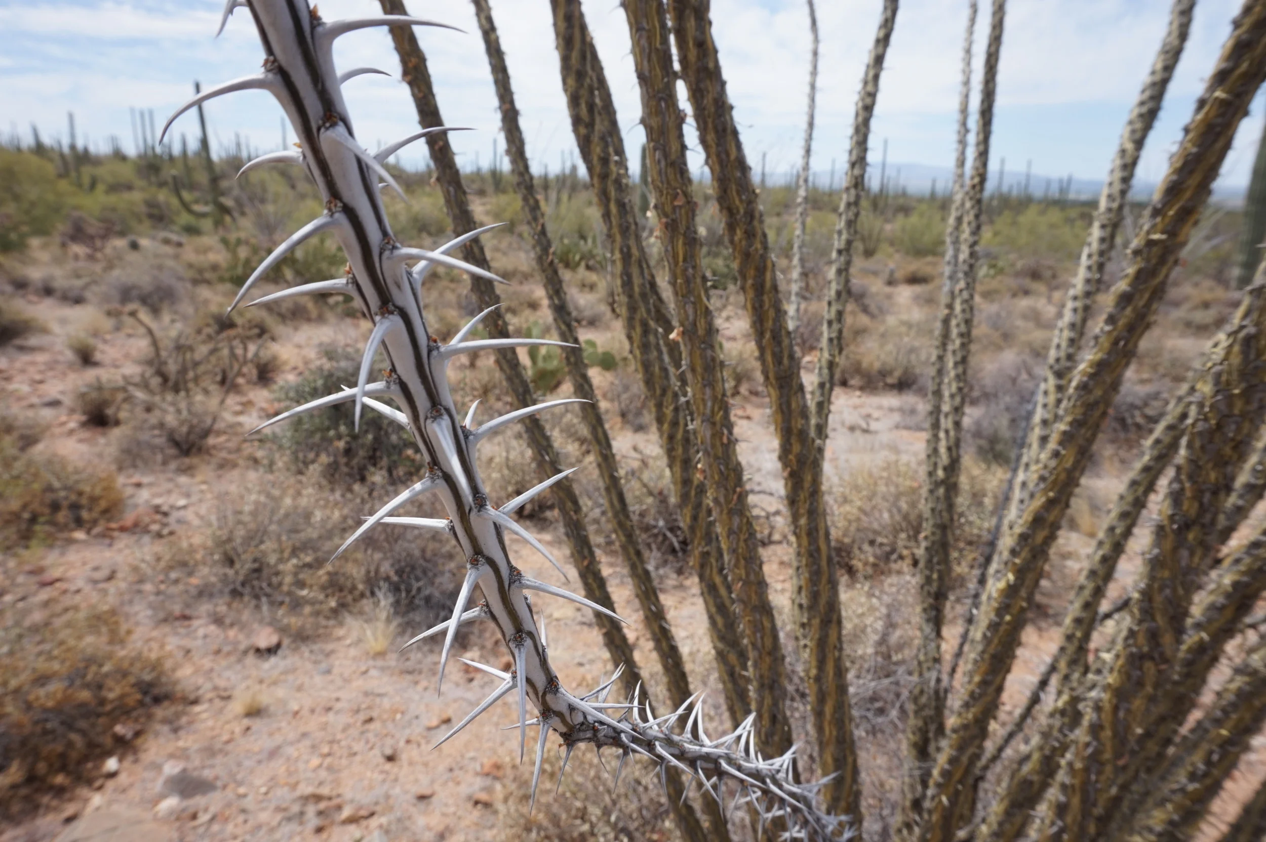 Ocotillo