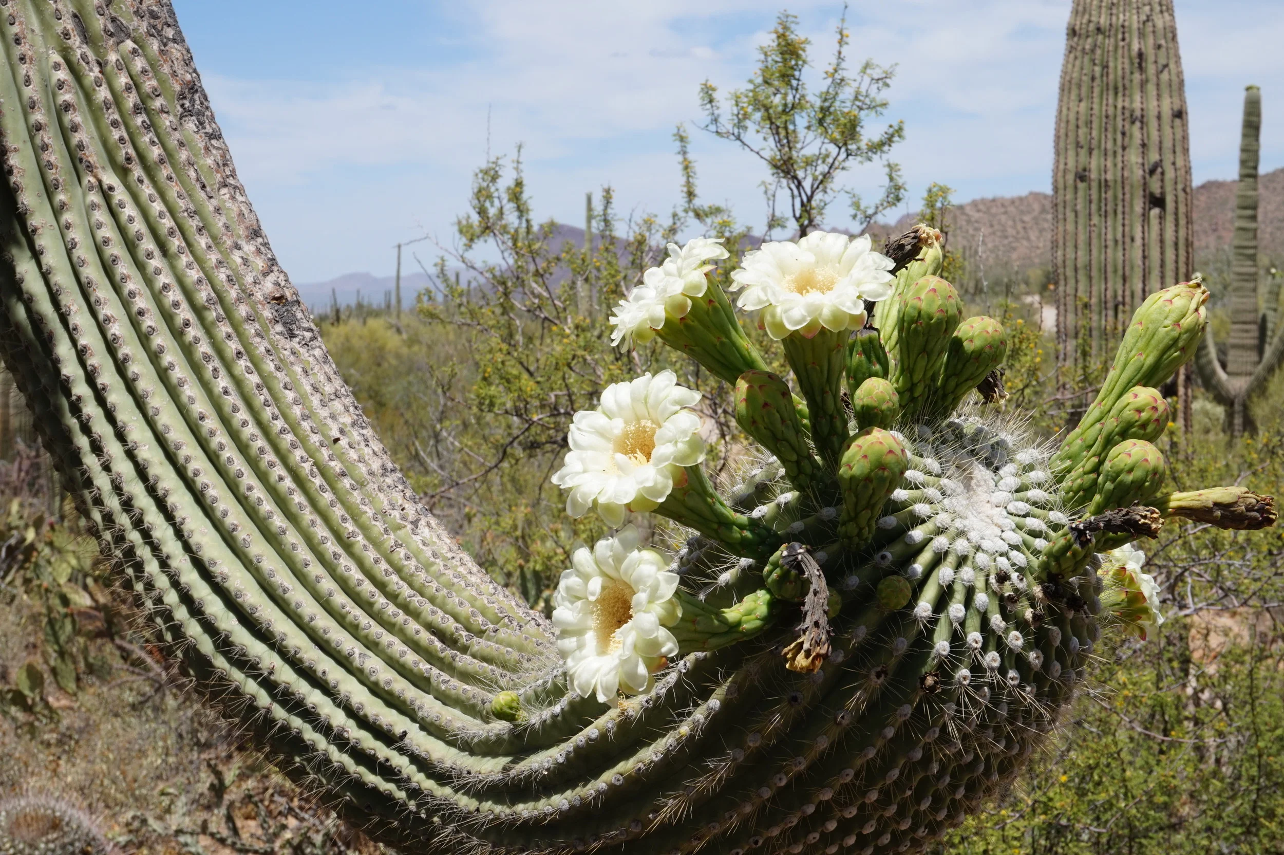 Flowering Saguaro