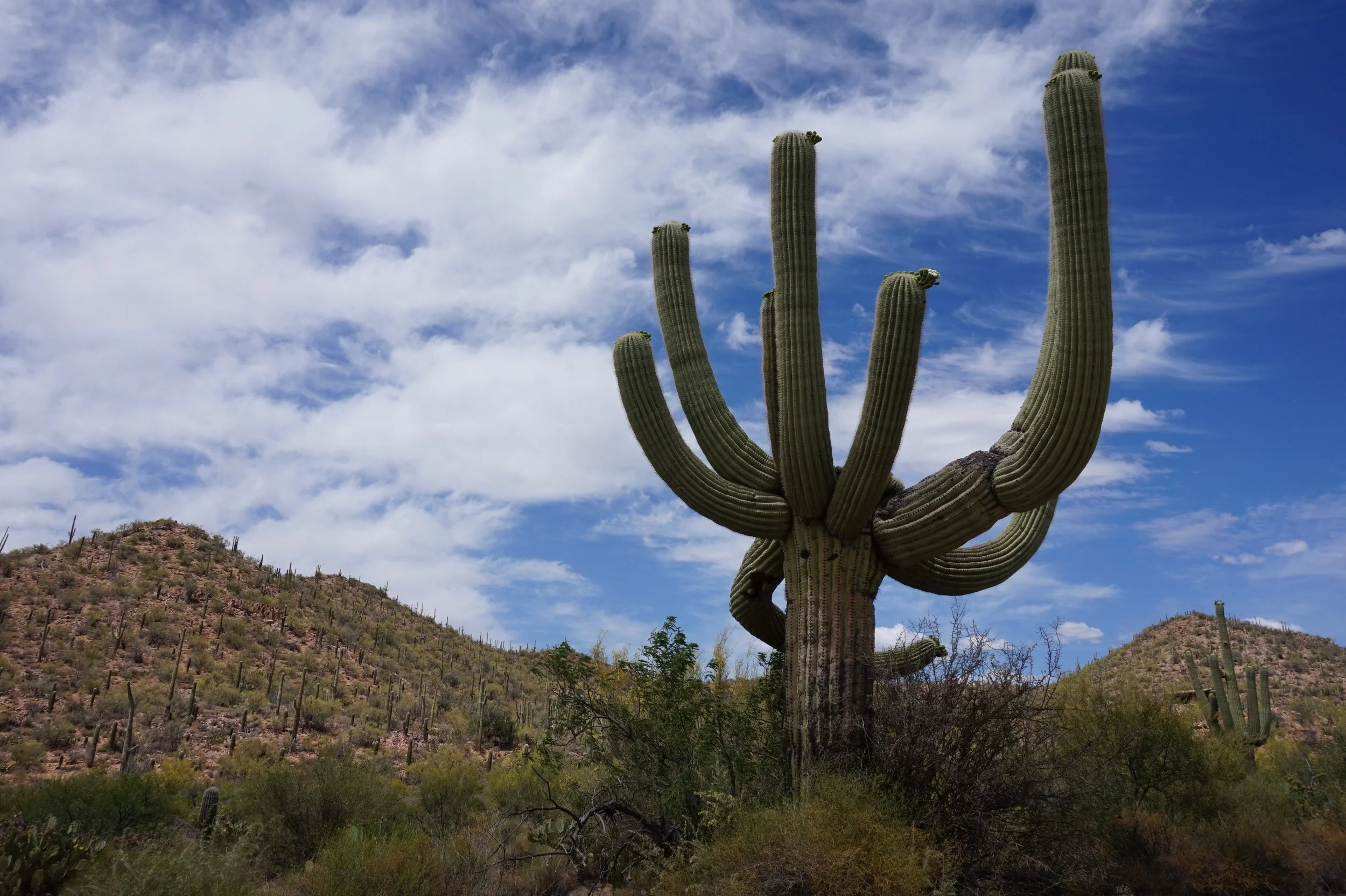 Saguaro