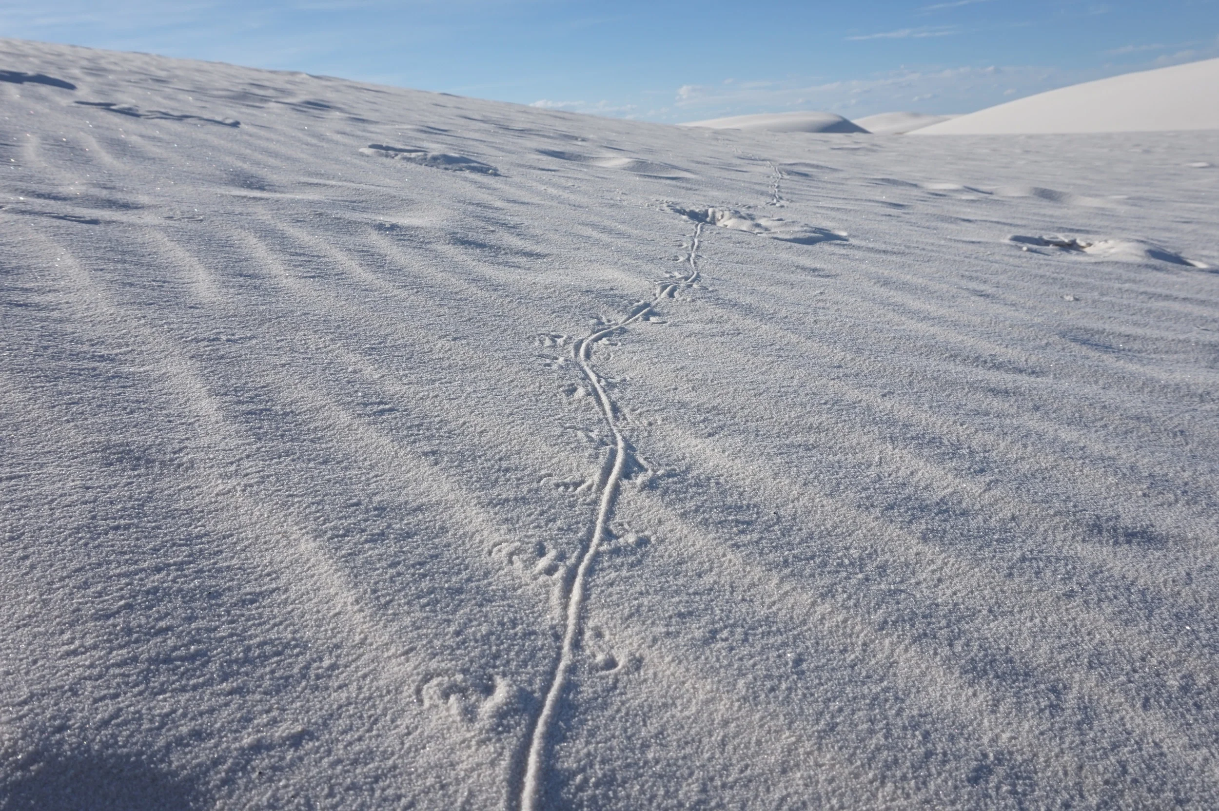 Lizard Tracks