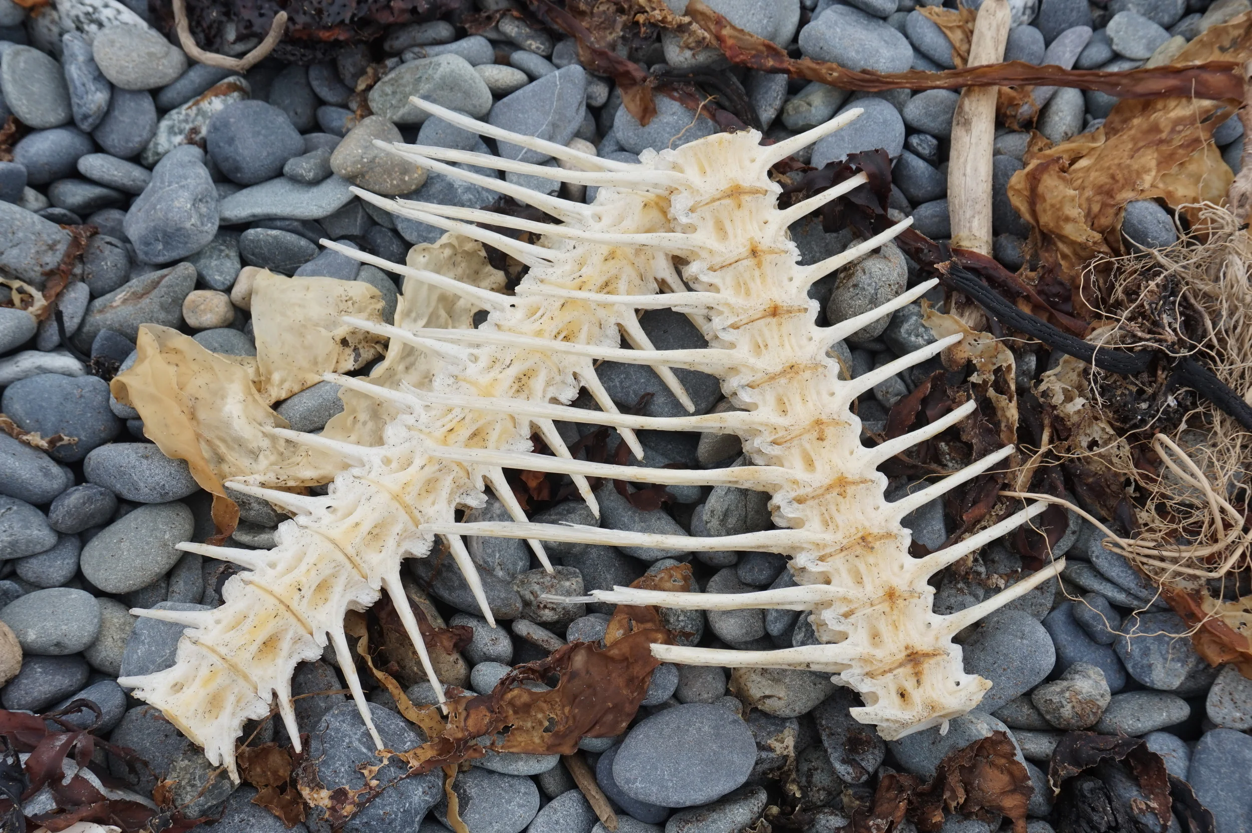 Fish Bones