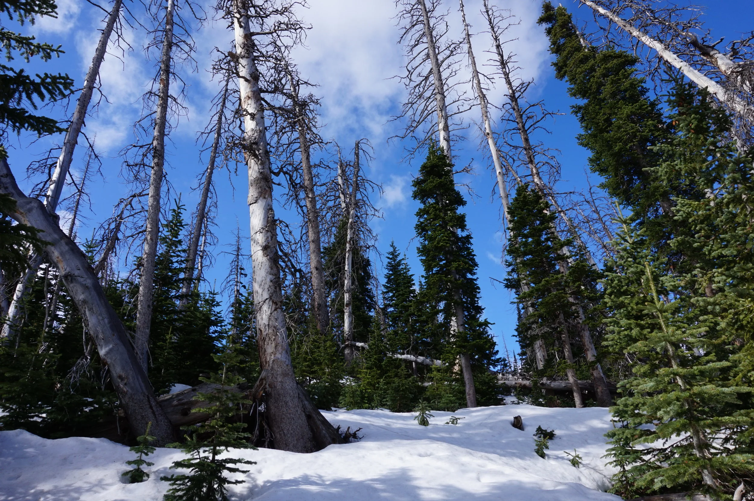  Cedar Breaks National Monument, UT 