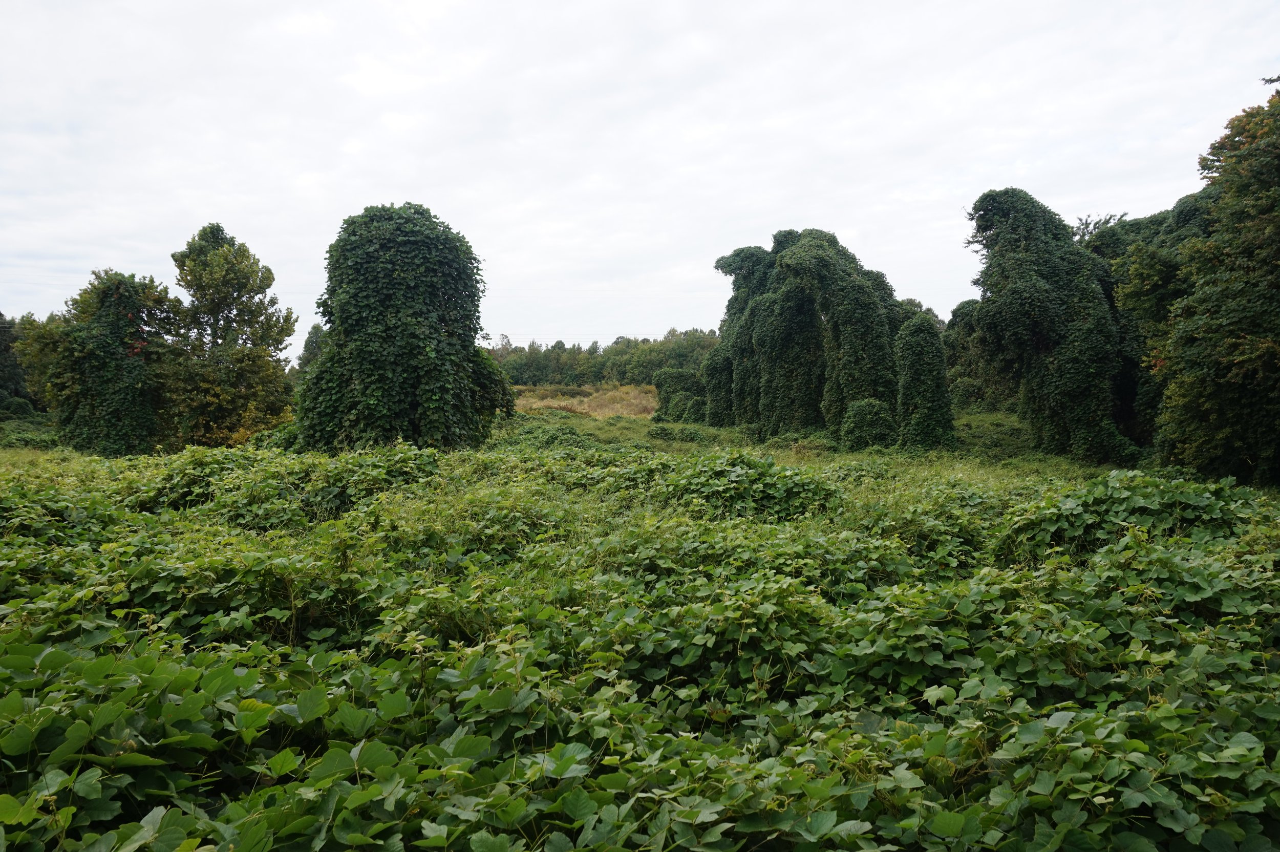 Land Between the Lakes