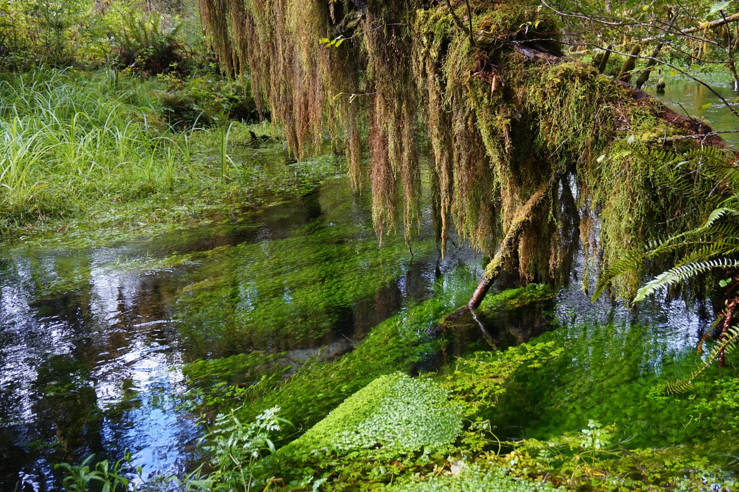  Olympic National Park, WA 