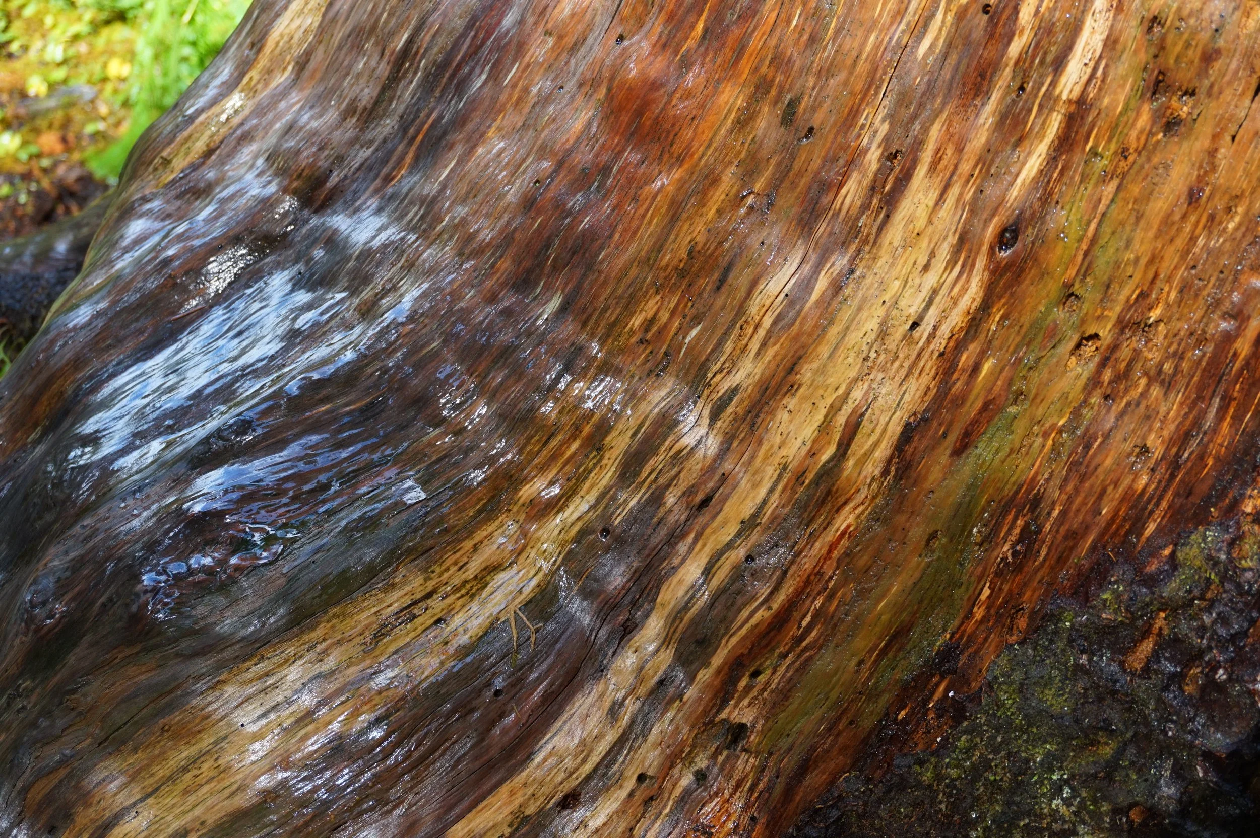 Glossy Wood After A Rain