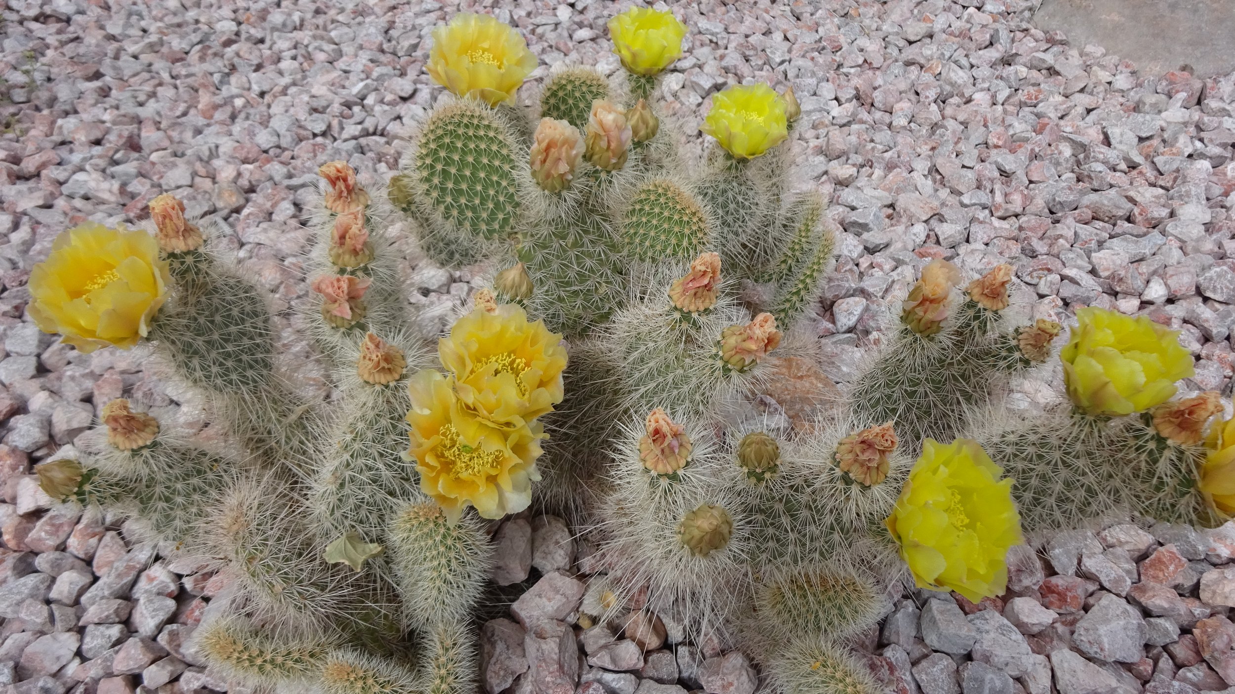  Valley of Fire State Park, NV 