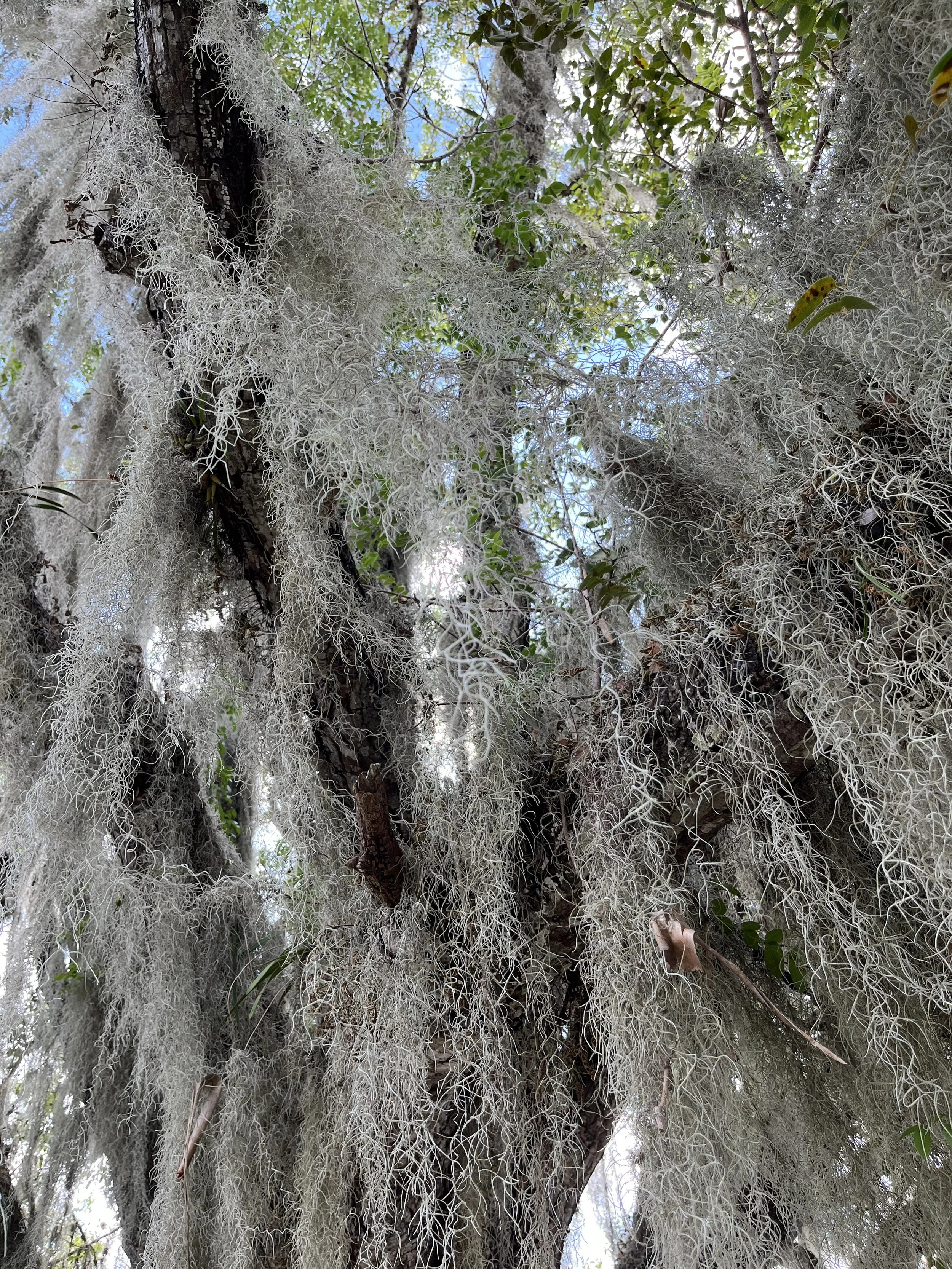 Spanish Moss