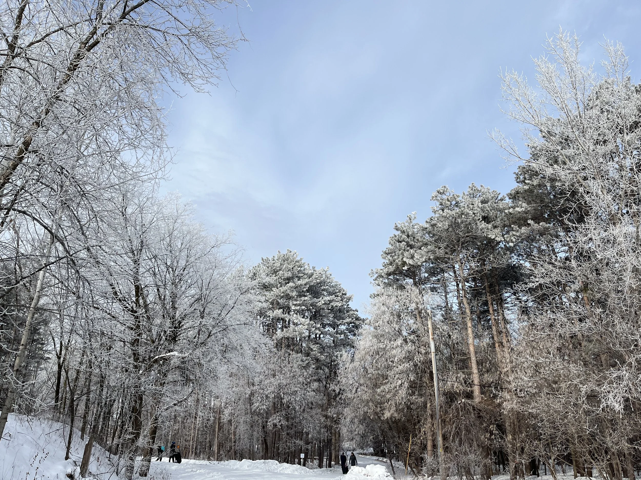 Reservoir Woods
