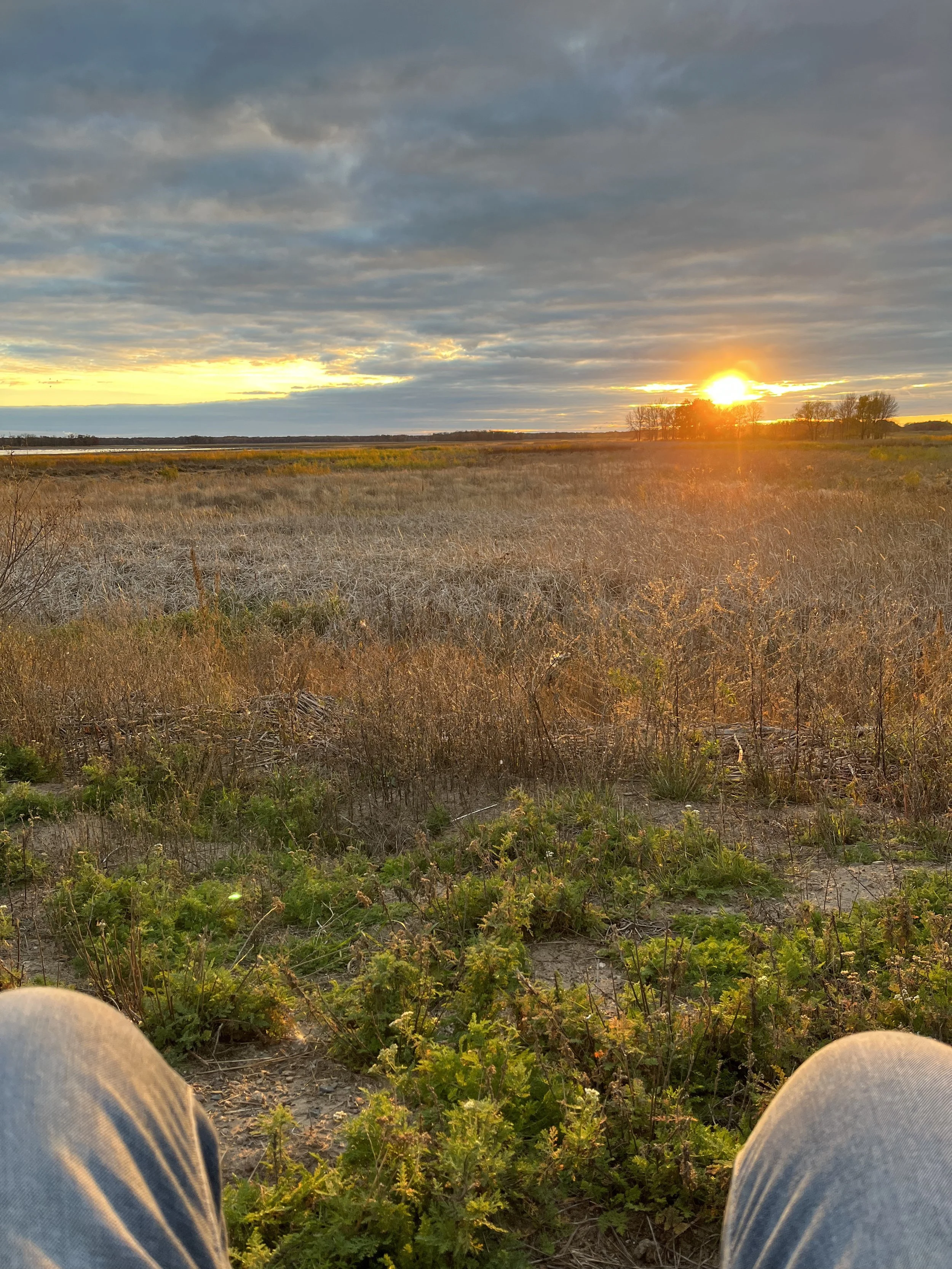 Sandhill Crane Viewing