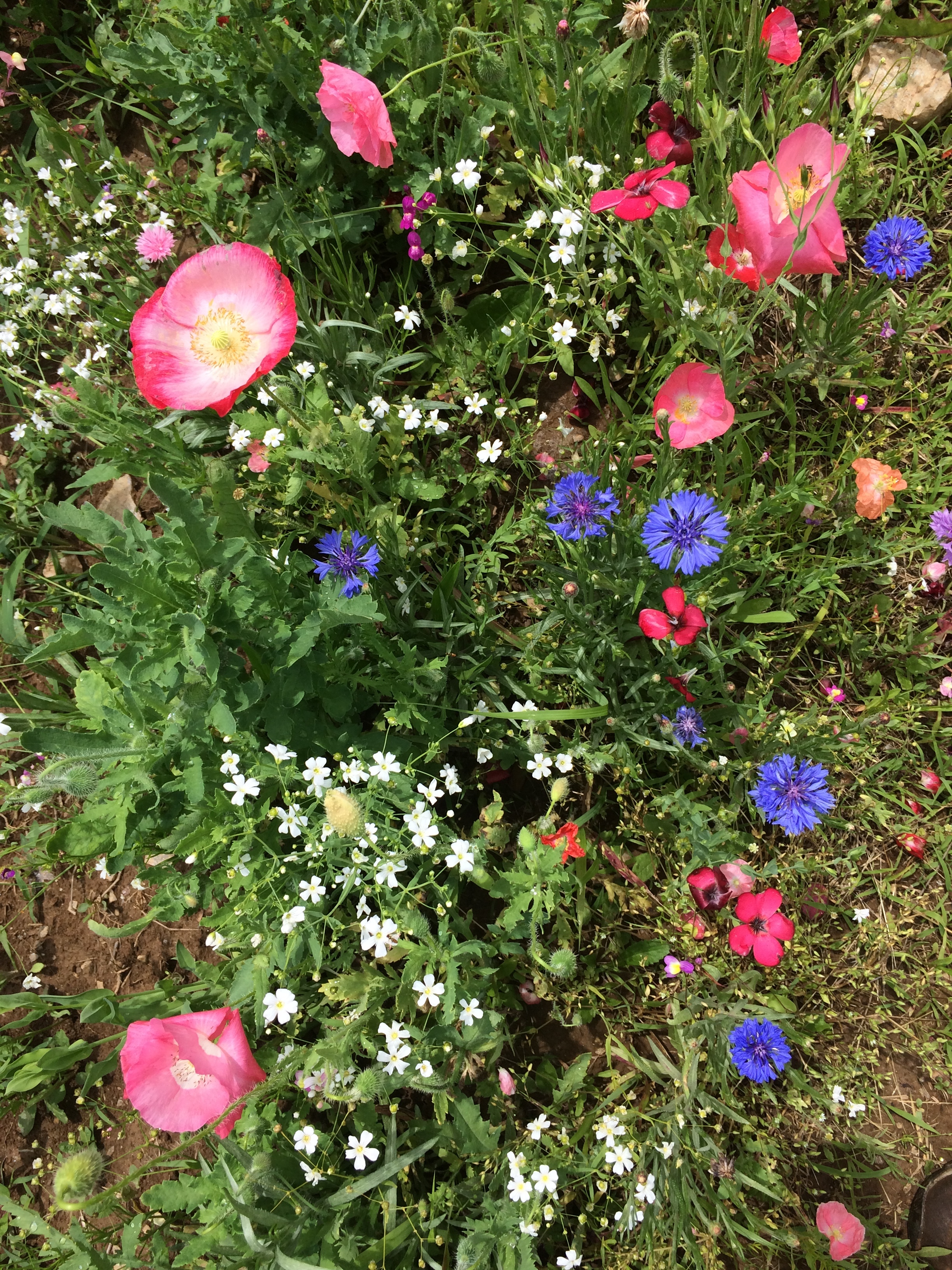 IMG_5441.jpeg