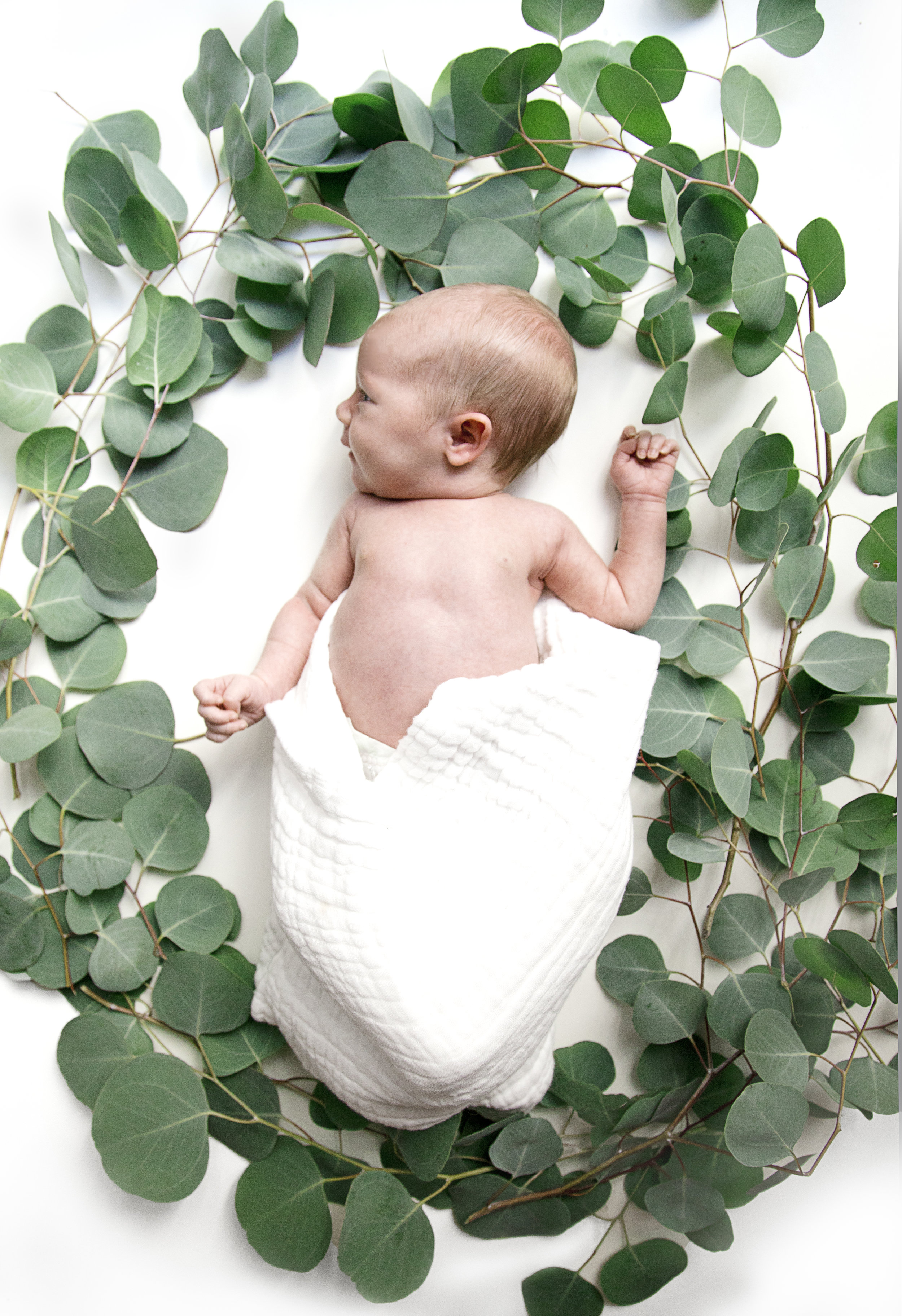 baby wreath.jpg