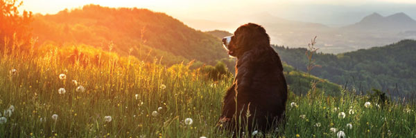 Dog in field watching sunset