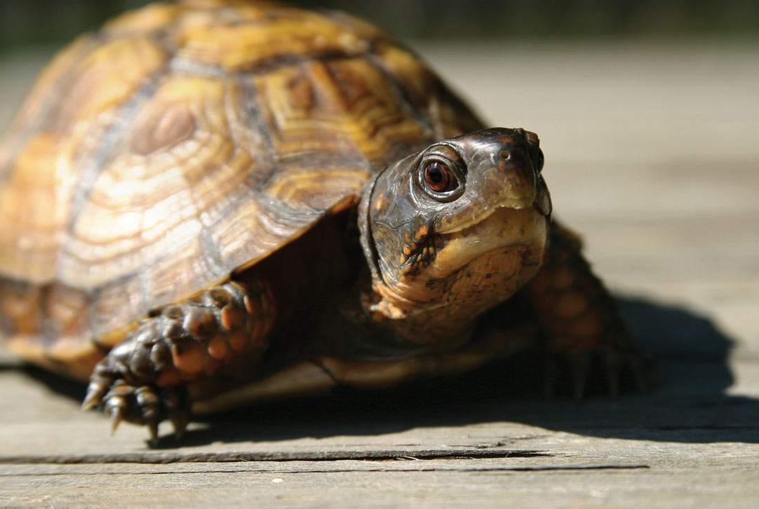 Turtle exploring