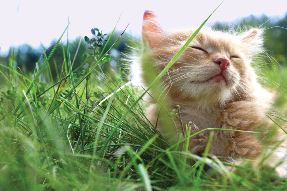 Cat lounging in the grass