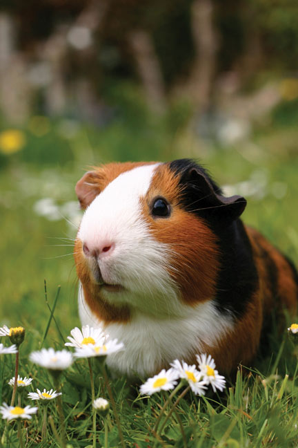 Guinea pig in a field