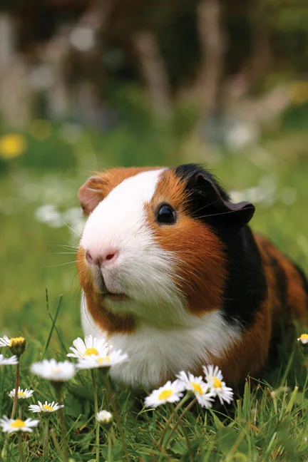guinea pig cremation cost