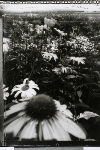 Daisys