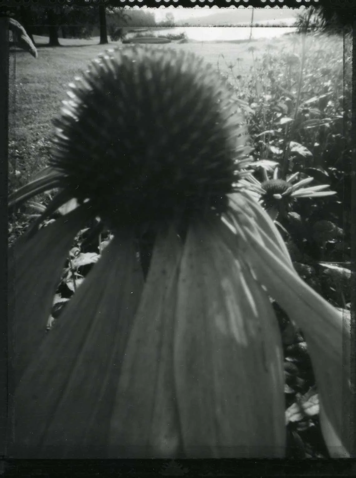 Echinacea