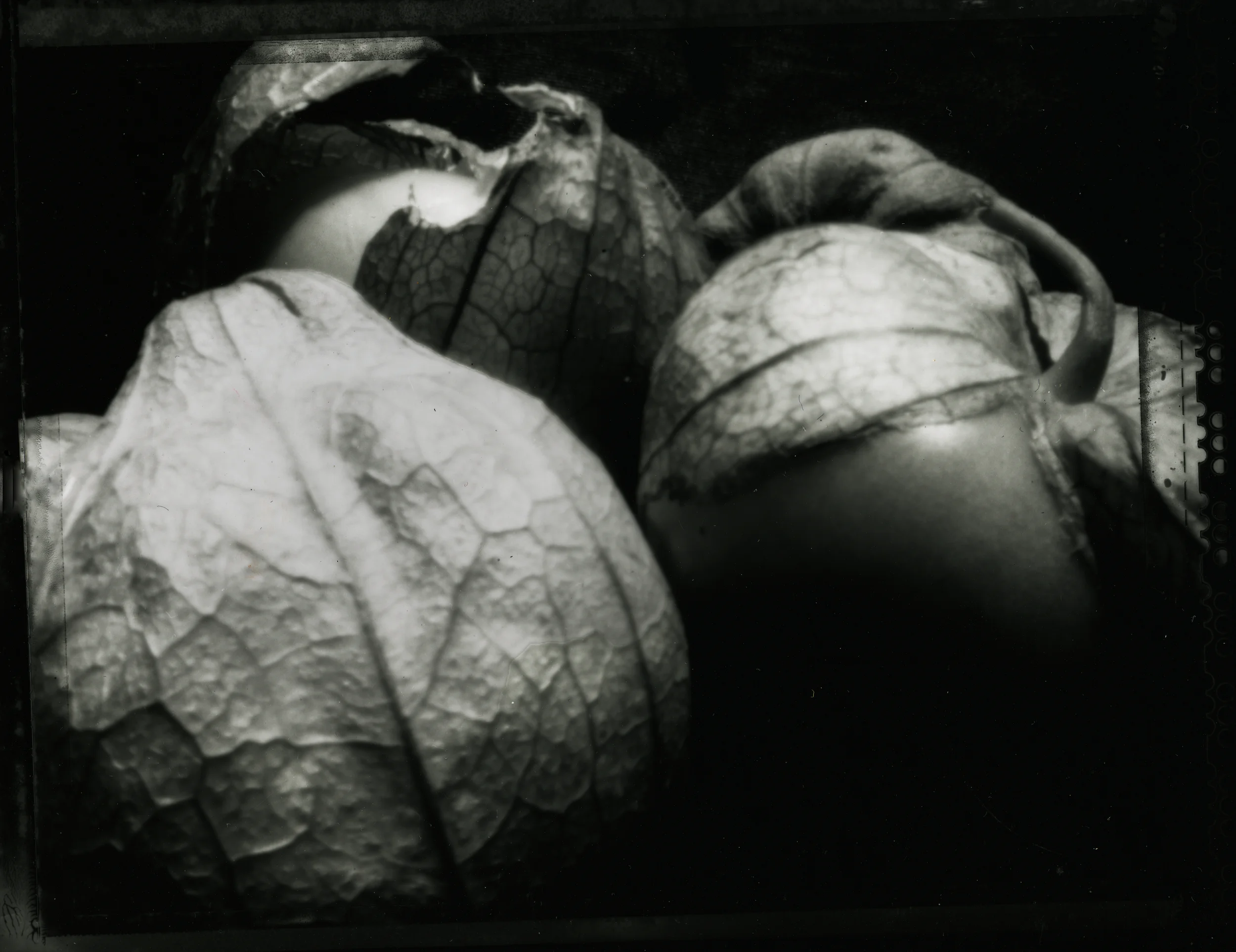 Tomatillo