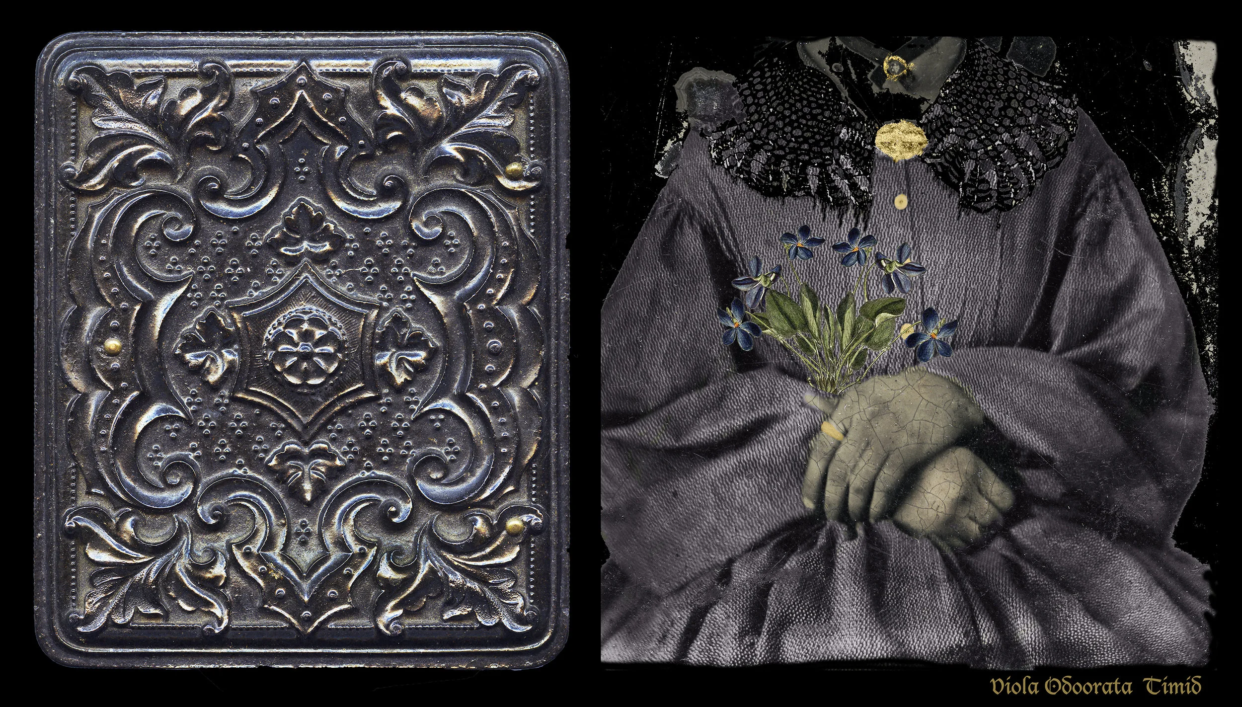 Encased-Esther, Flower: Viola Odoorata, Trait: TIMID