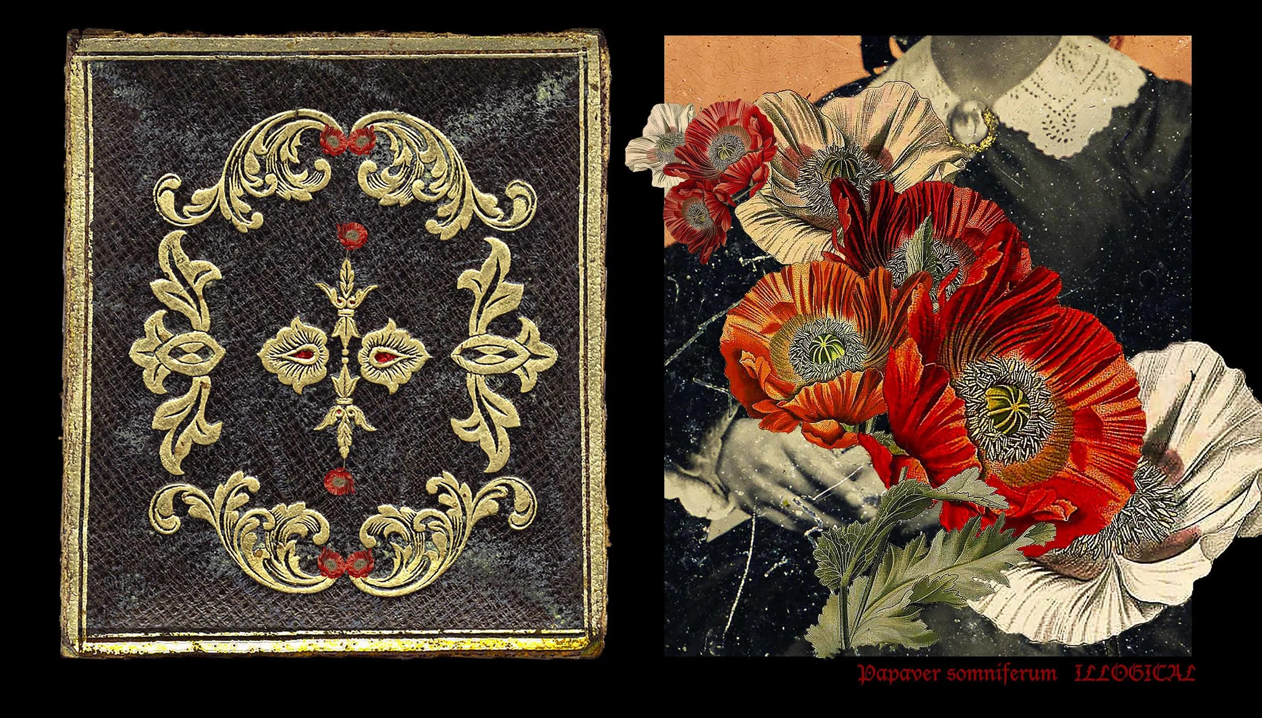 Encased-Clara, Flower: Papaver somniferum, Trait: ILLOGICAL
