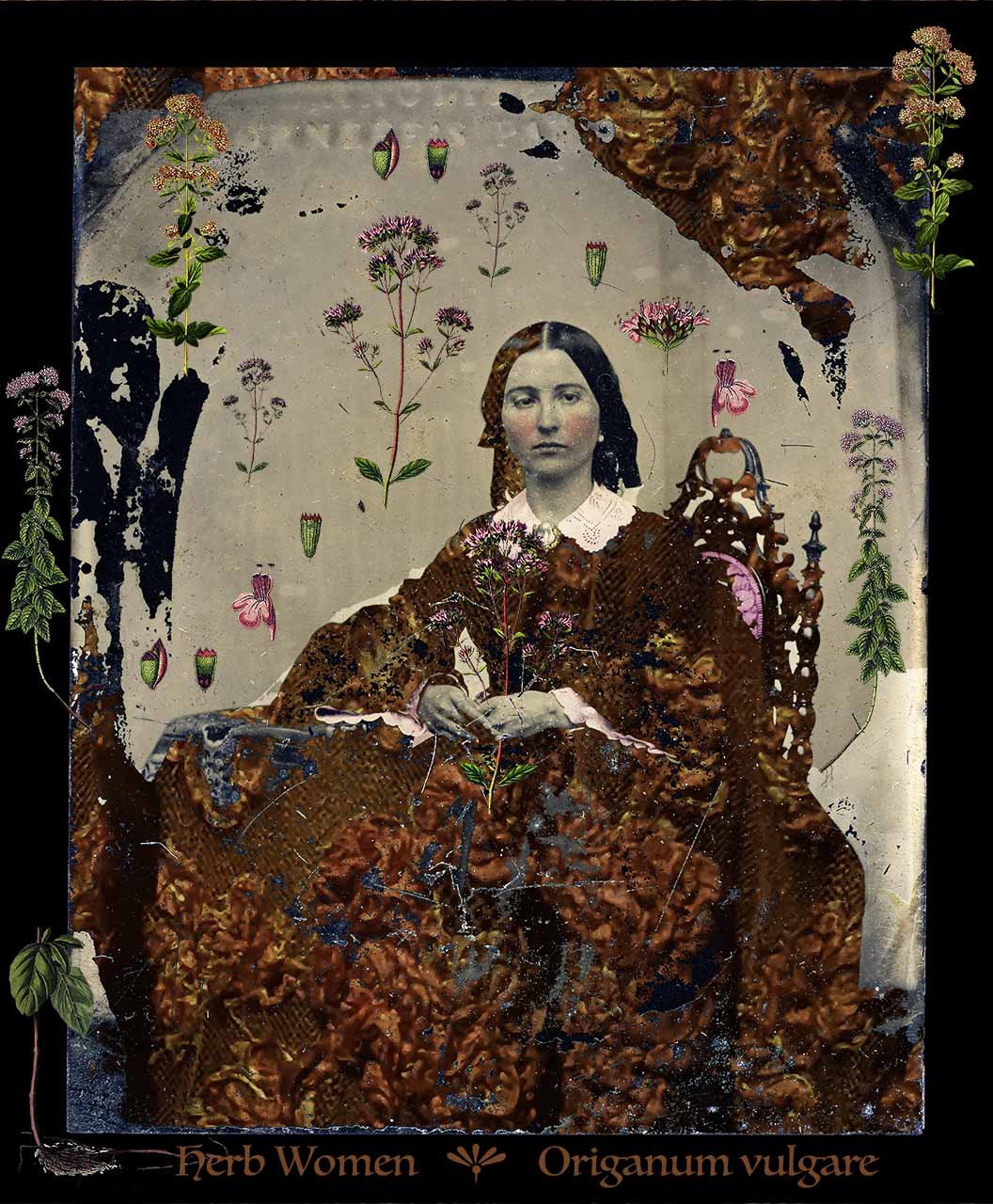 Clara with Origanum vulgare (Oregano)