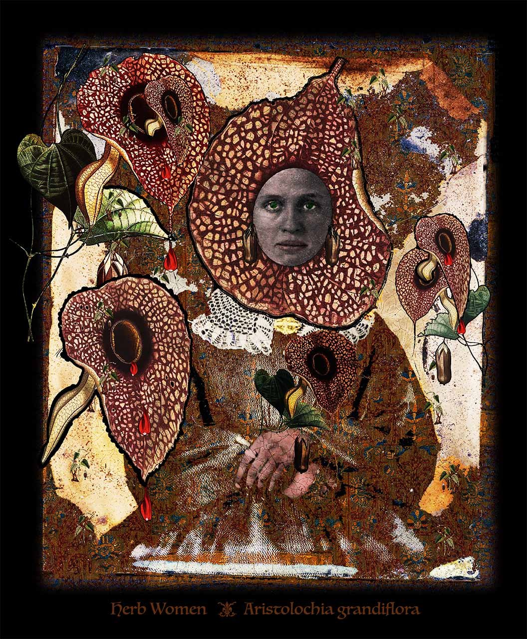 Esther with Aristolochia (Birthwort)