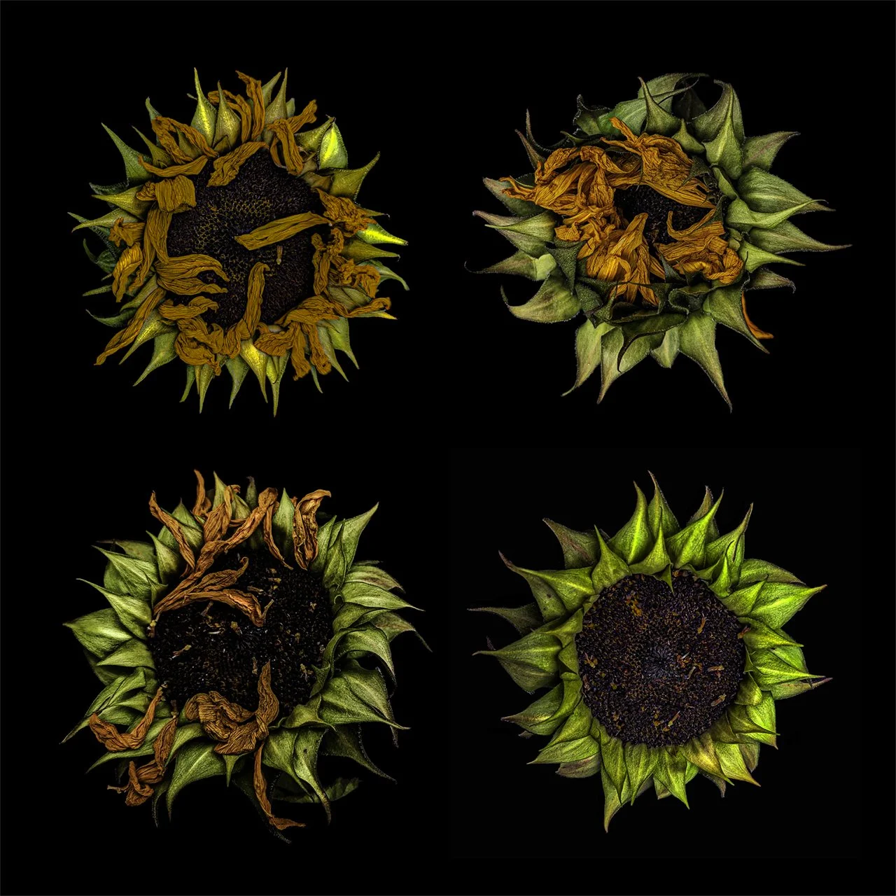 Wilting Women