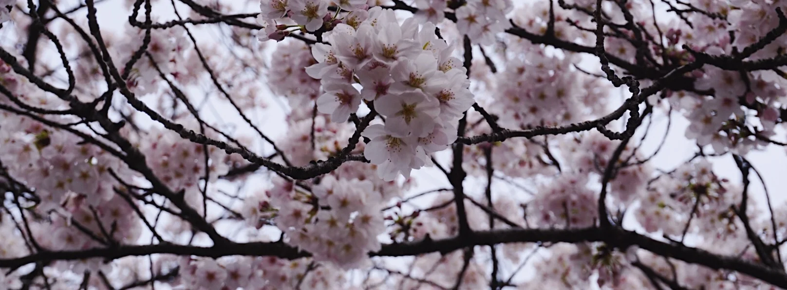 tokyo: why are you so damn delightful?