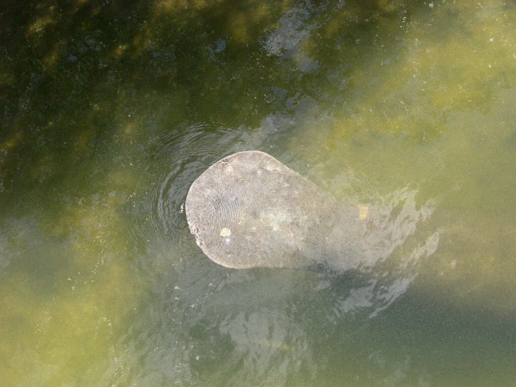 Manatee Appreciation Day
