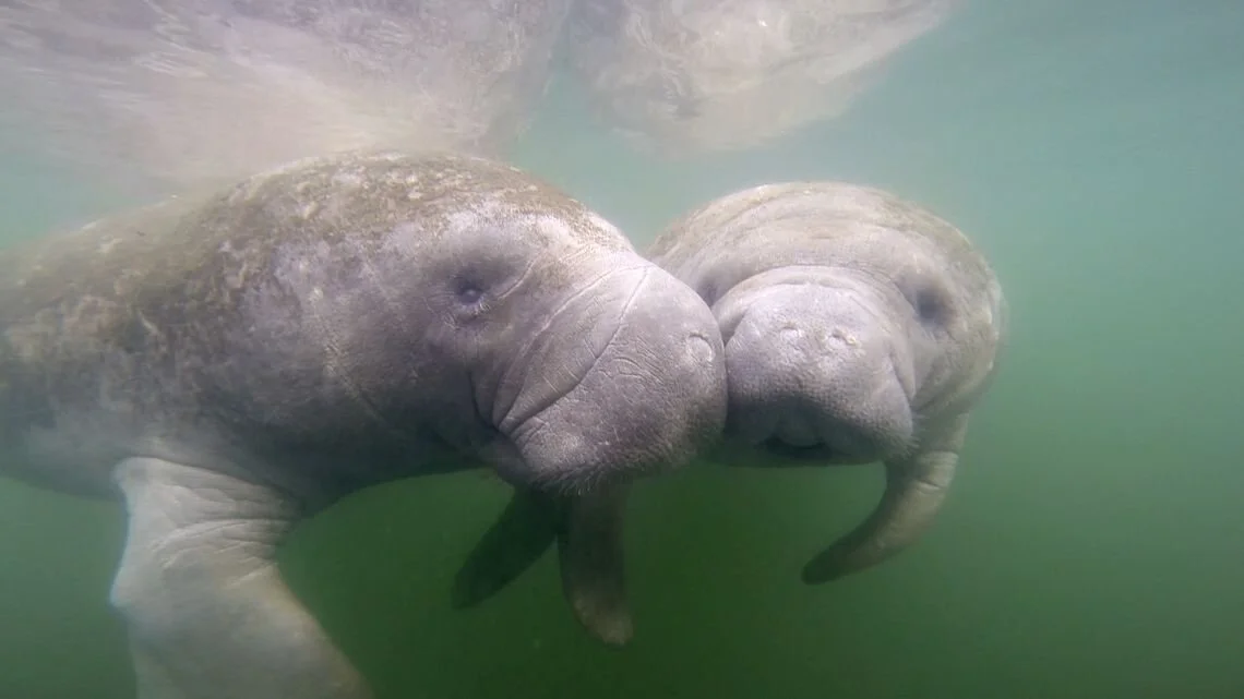 Manatees need our help