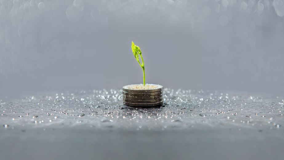 trees growing on coins, business with csr practice, Save and growing finance