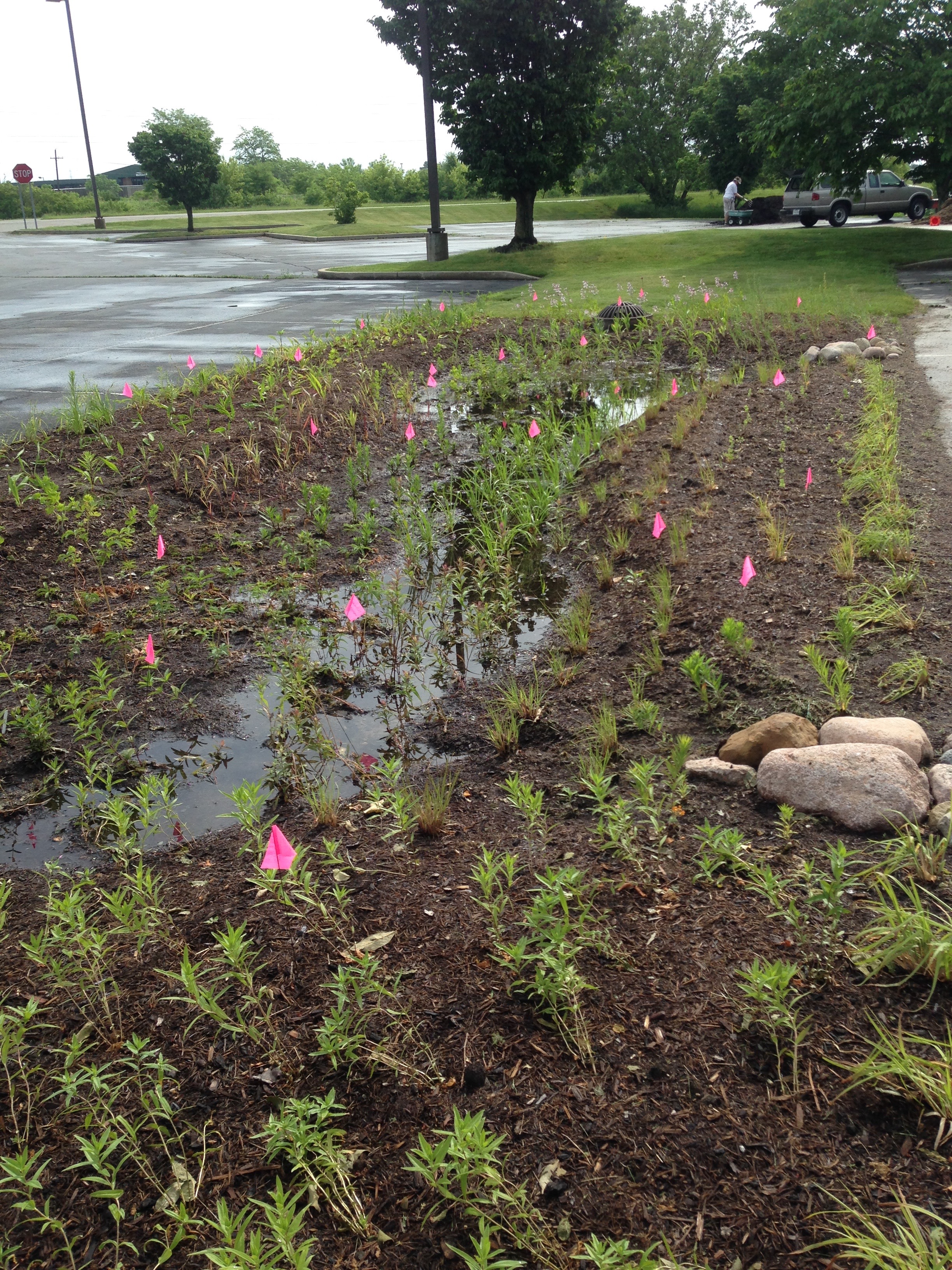 rain garden east section #3 May 30 after 1 hour.jpg