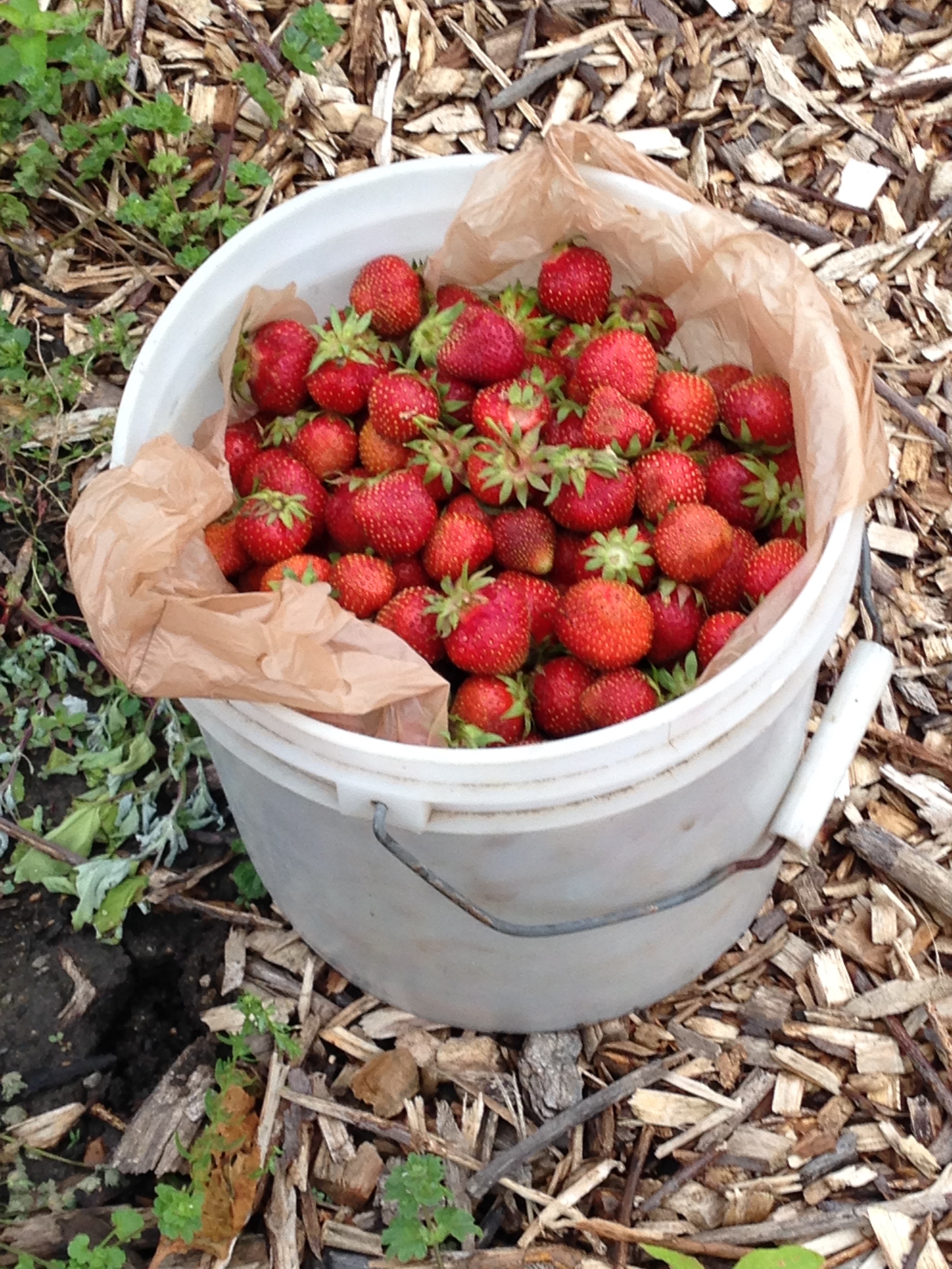 strawberries to food pantry.jpg