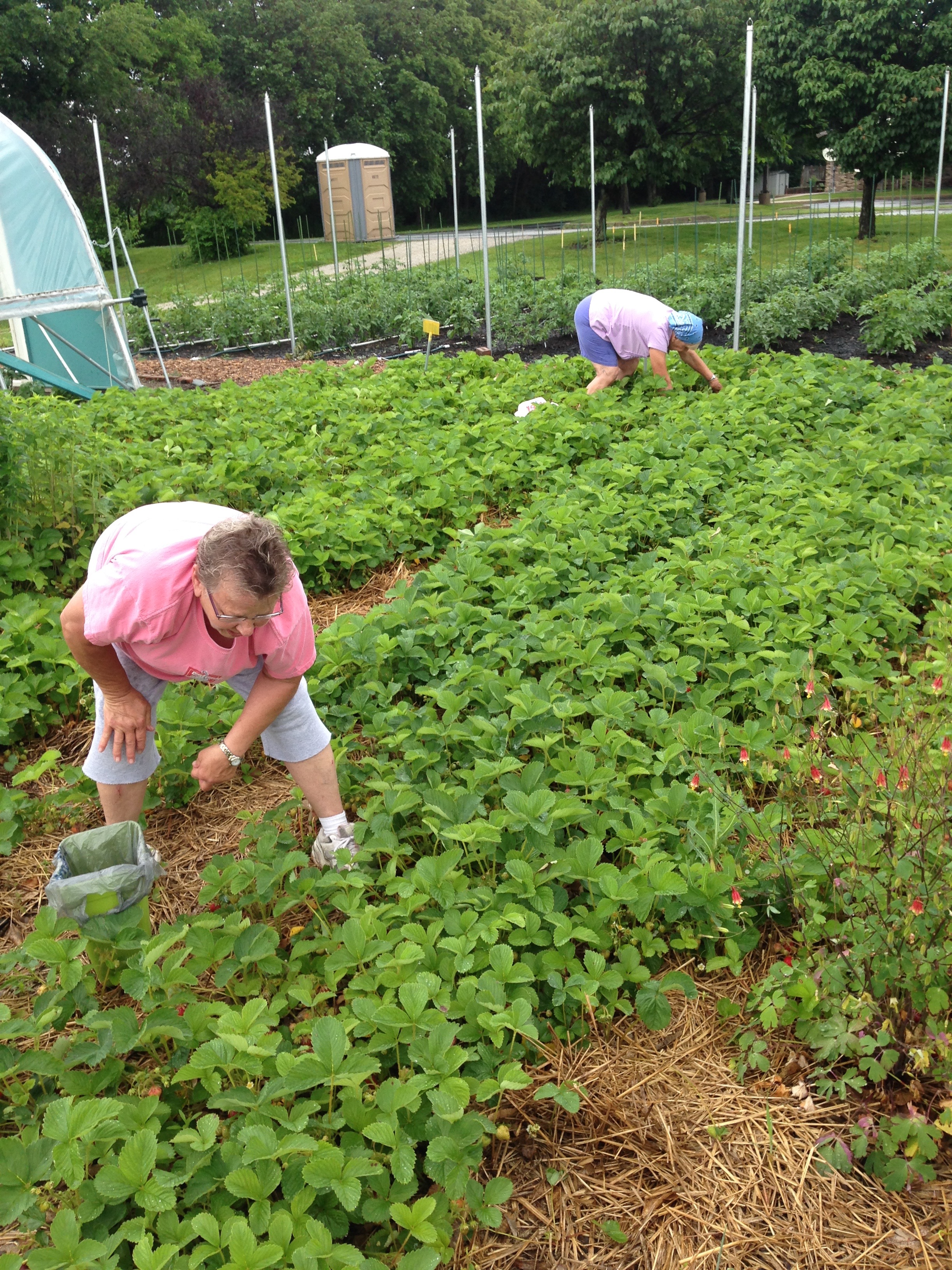 Picking strawberries.jpg