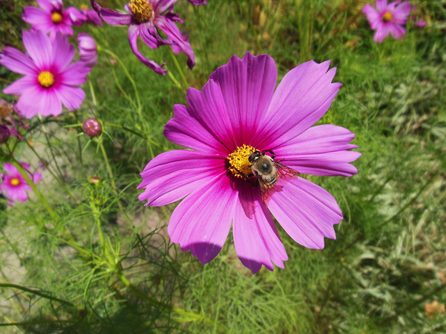 flower and bee.jpg