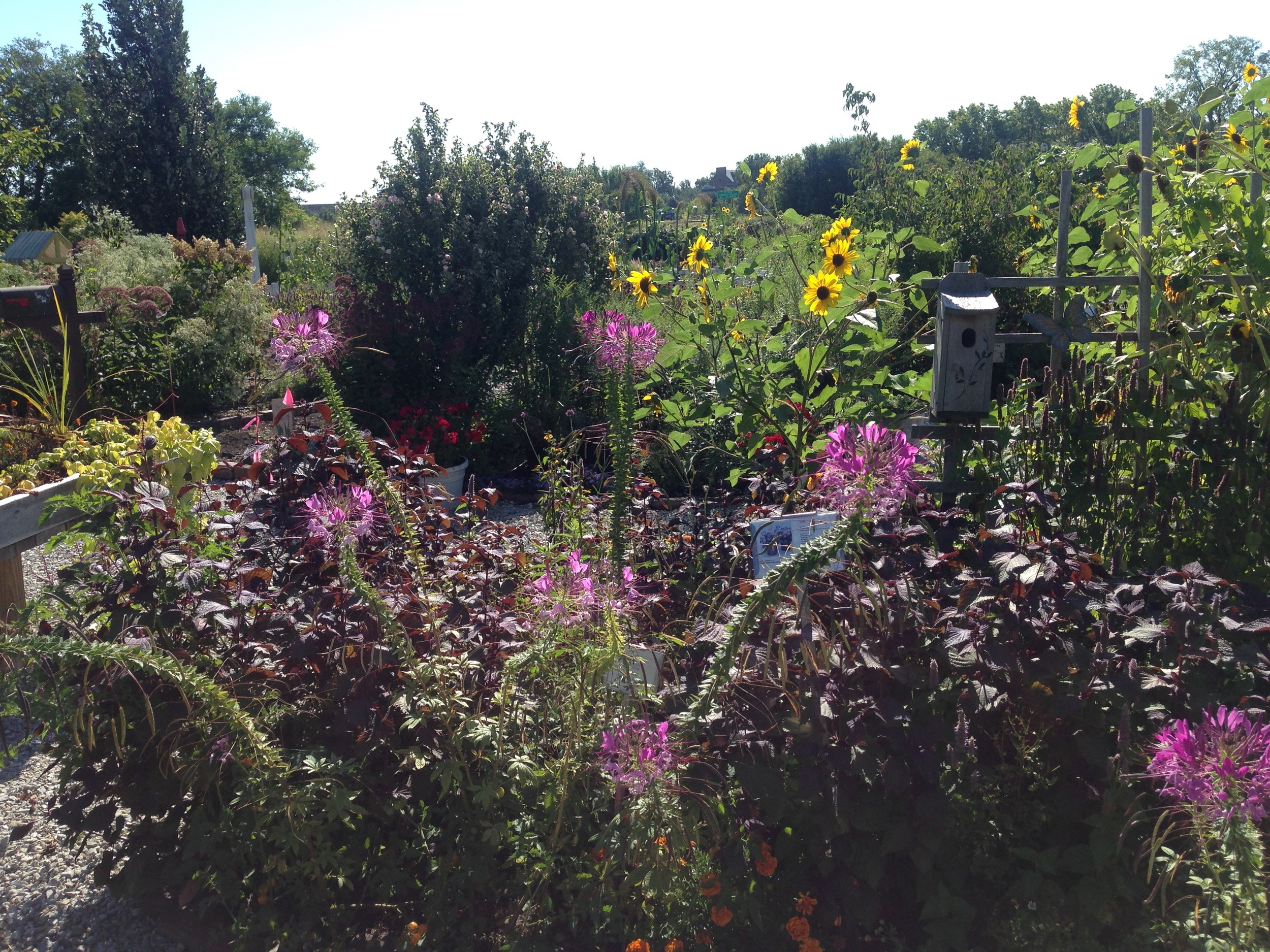 display garden flowers.jpg